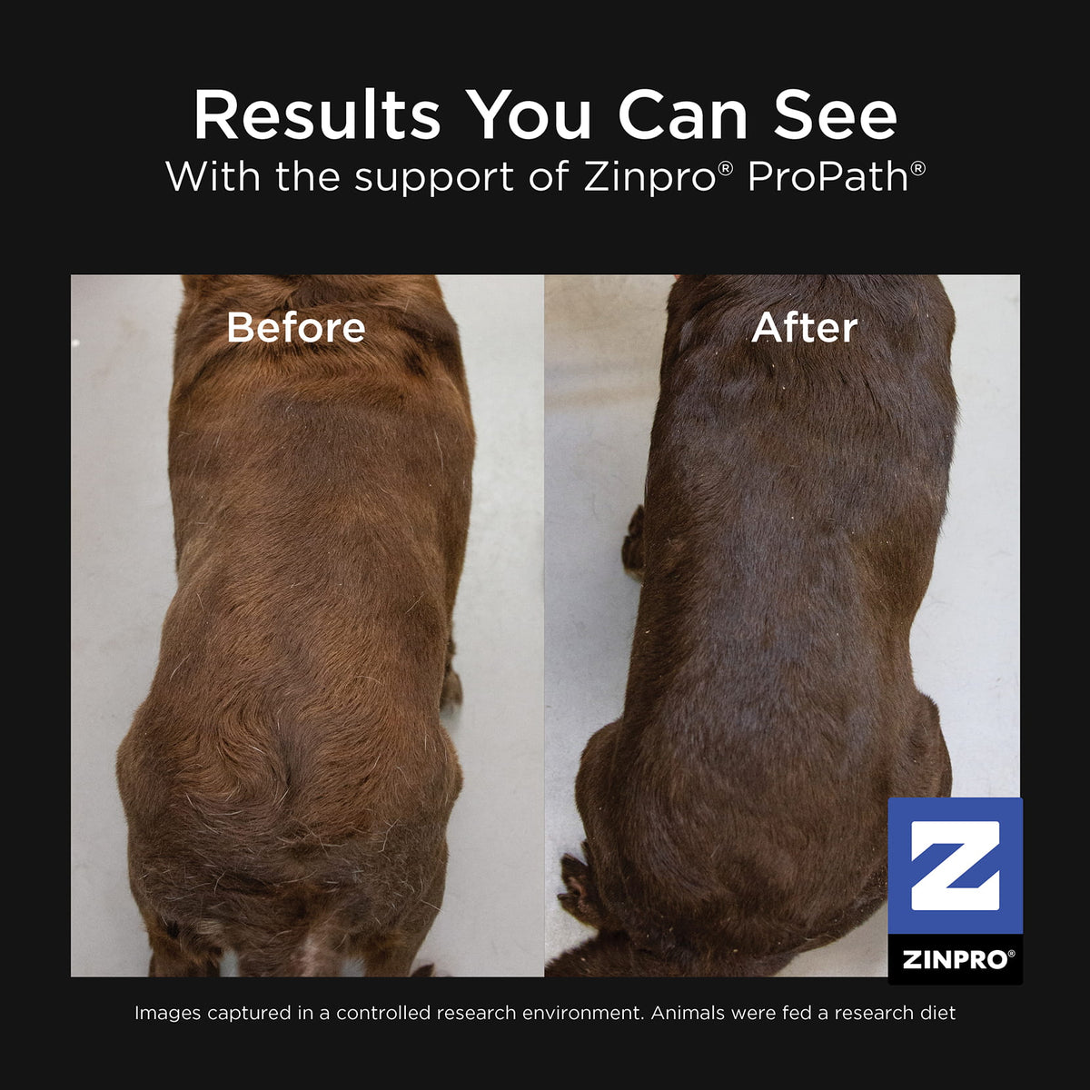 Go! Solutions Skin + Coat Care Beef Recipe With Grains Dry Dog Food - Zinpro ProPath before and after coat results - PetMax Canada
