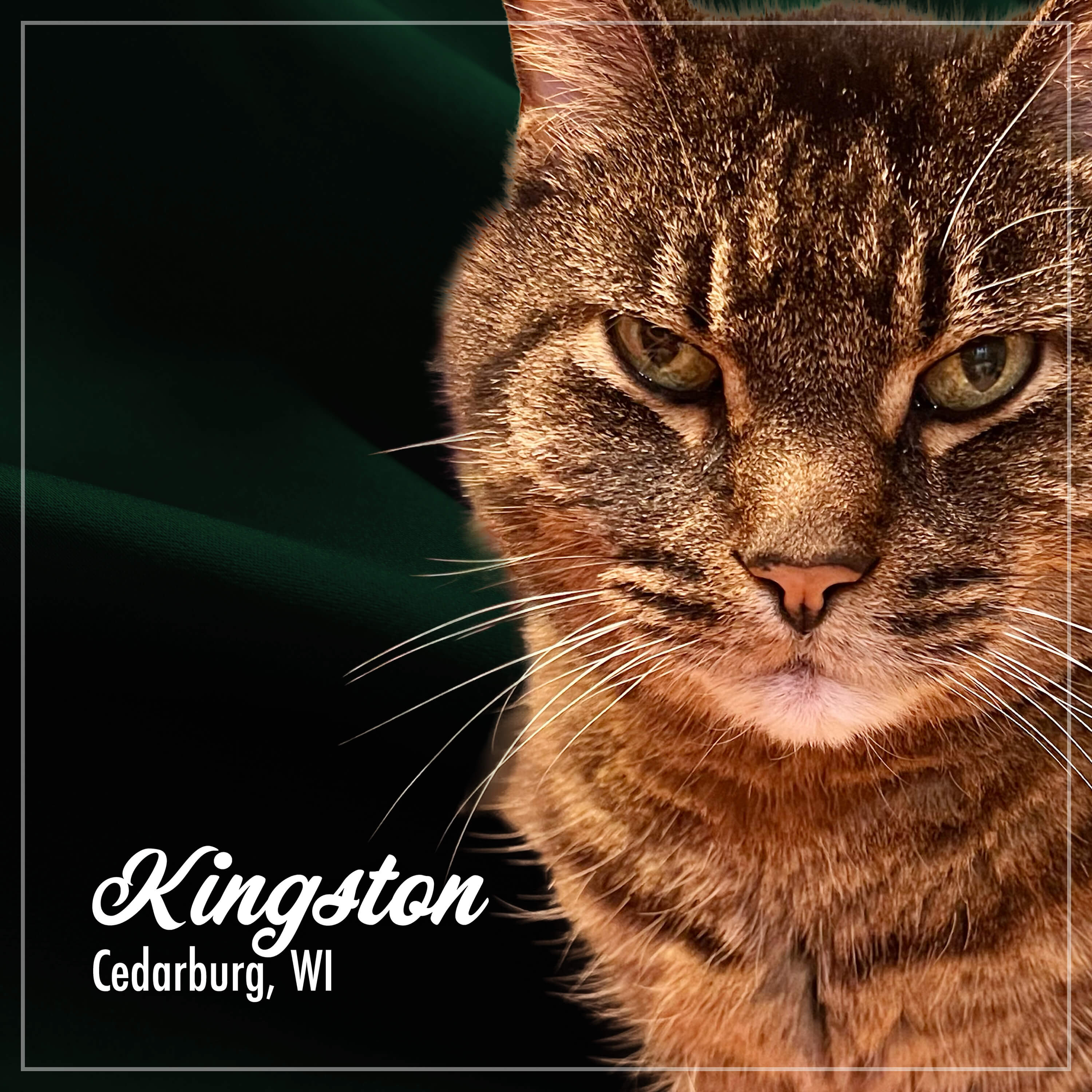 Fromm Purr-Snickitty Game Bird Grandeur Recipe For Cats