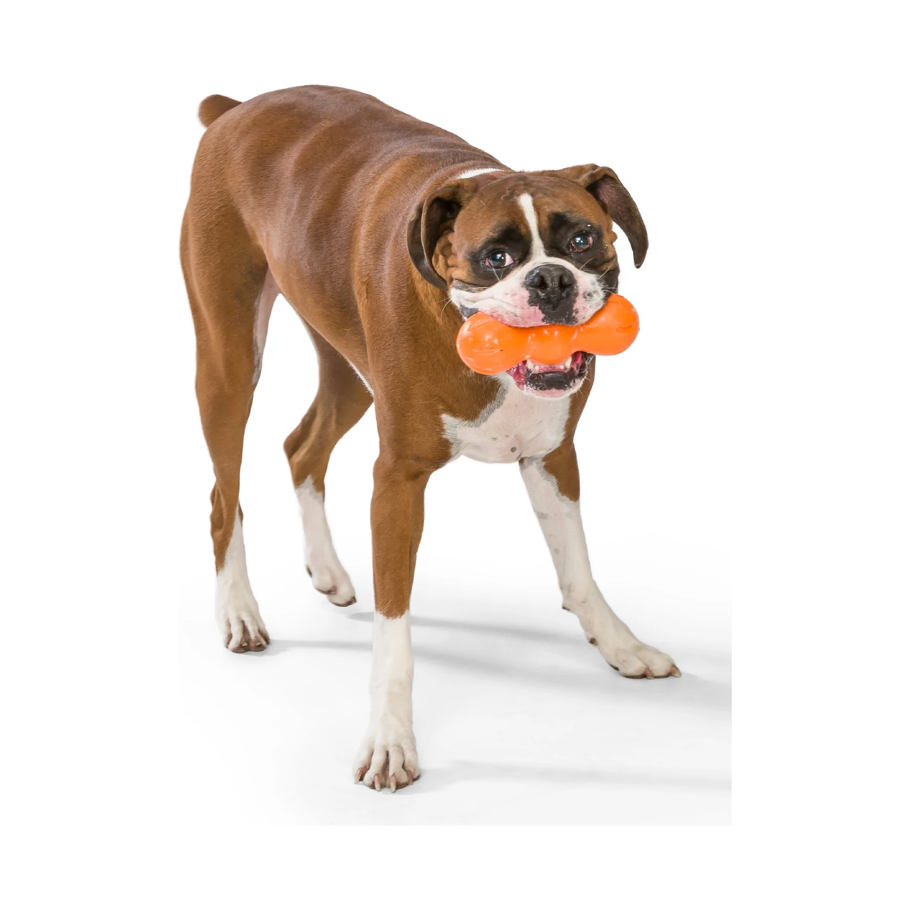 West Paws Zogoflex Rumpus Dog Toy