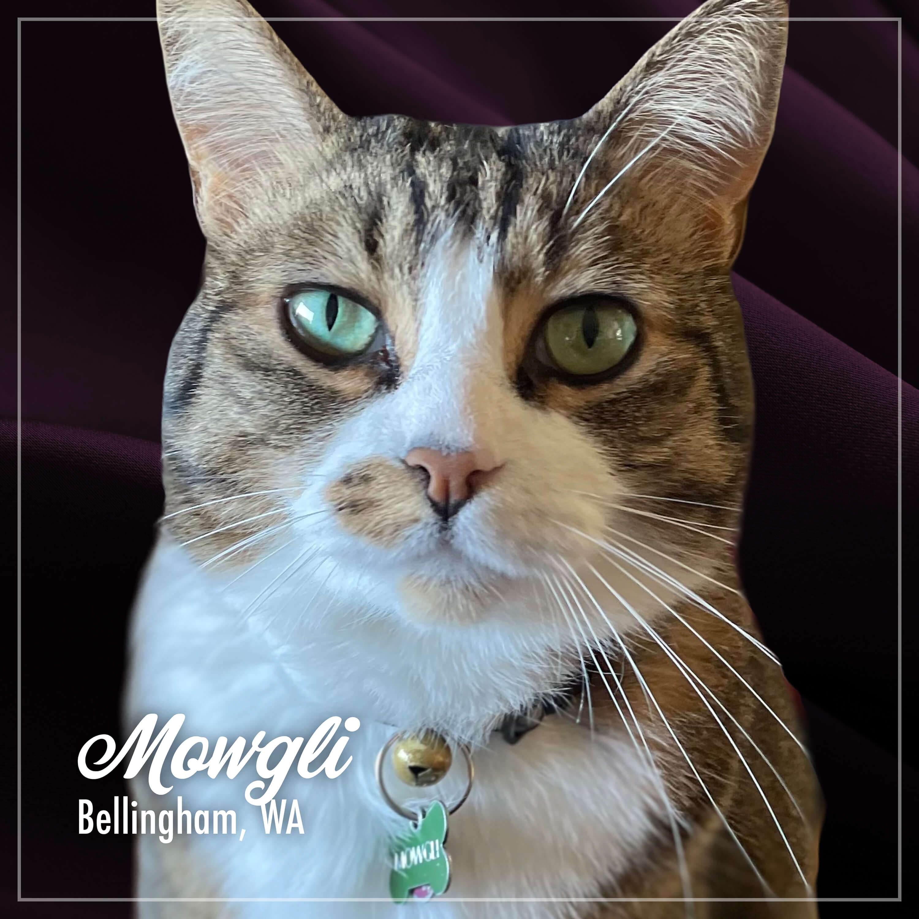 Fromm Purr-Snickitty Salmon Splendour Recipe For Cats
