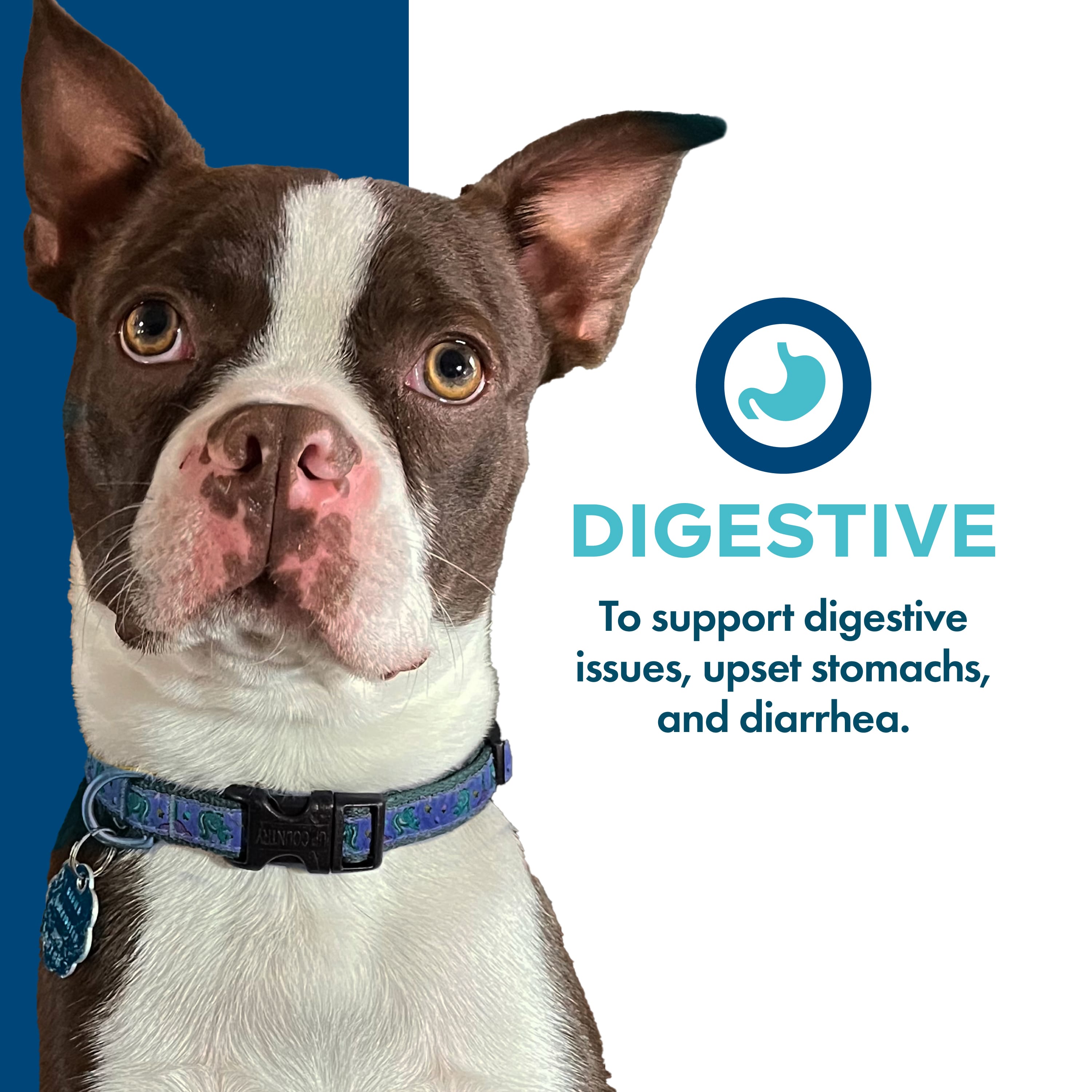 Fromm Nutritionals Digestive Dog Supplement Pate