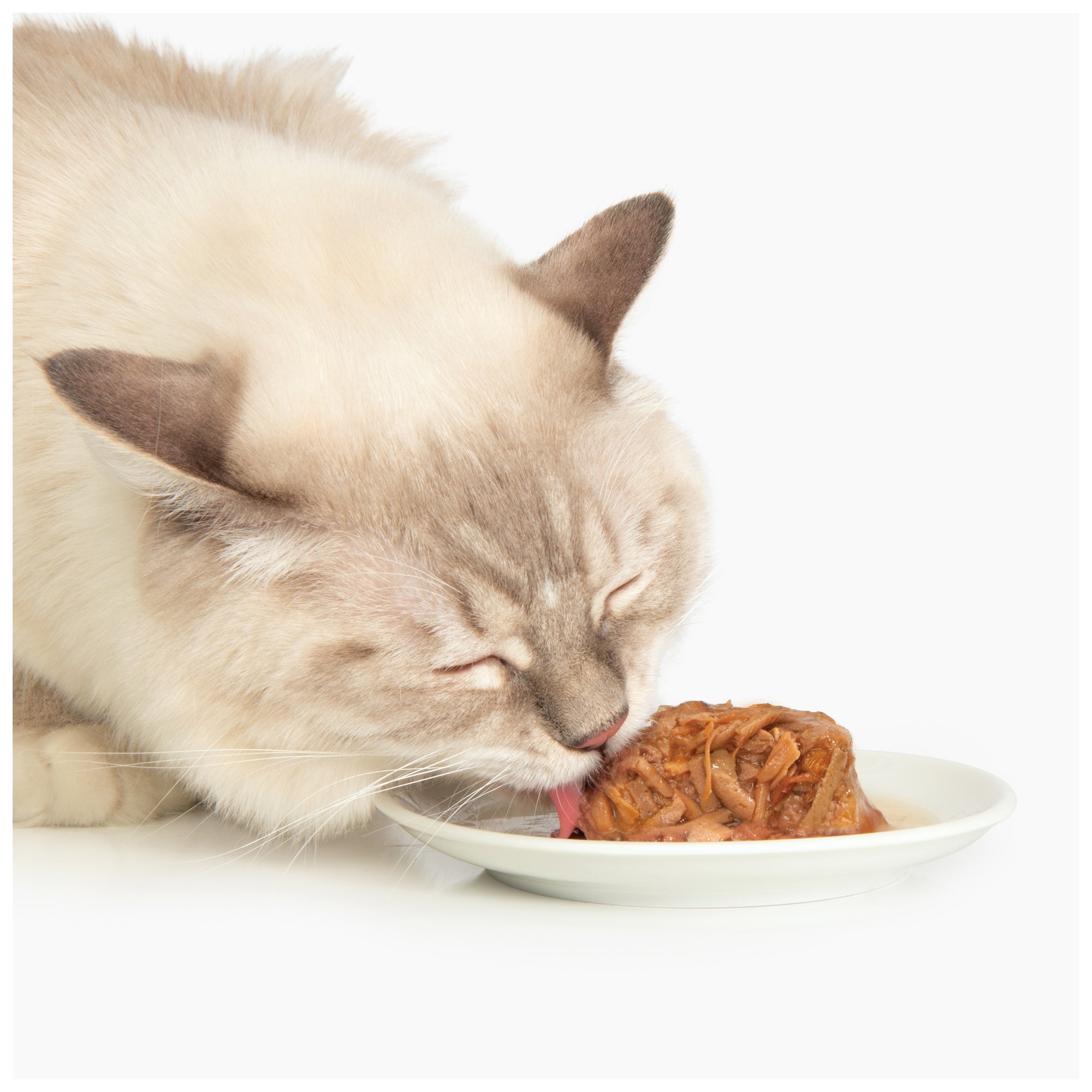 Nourriture humide pour chats CatIt Dîner au poulet avec canard et pommes de terre