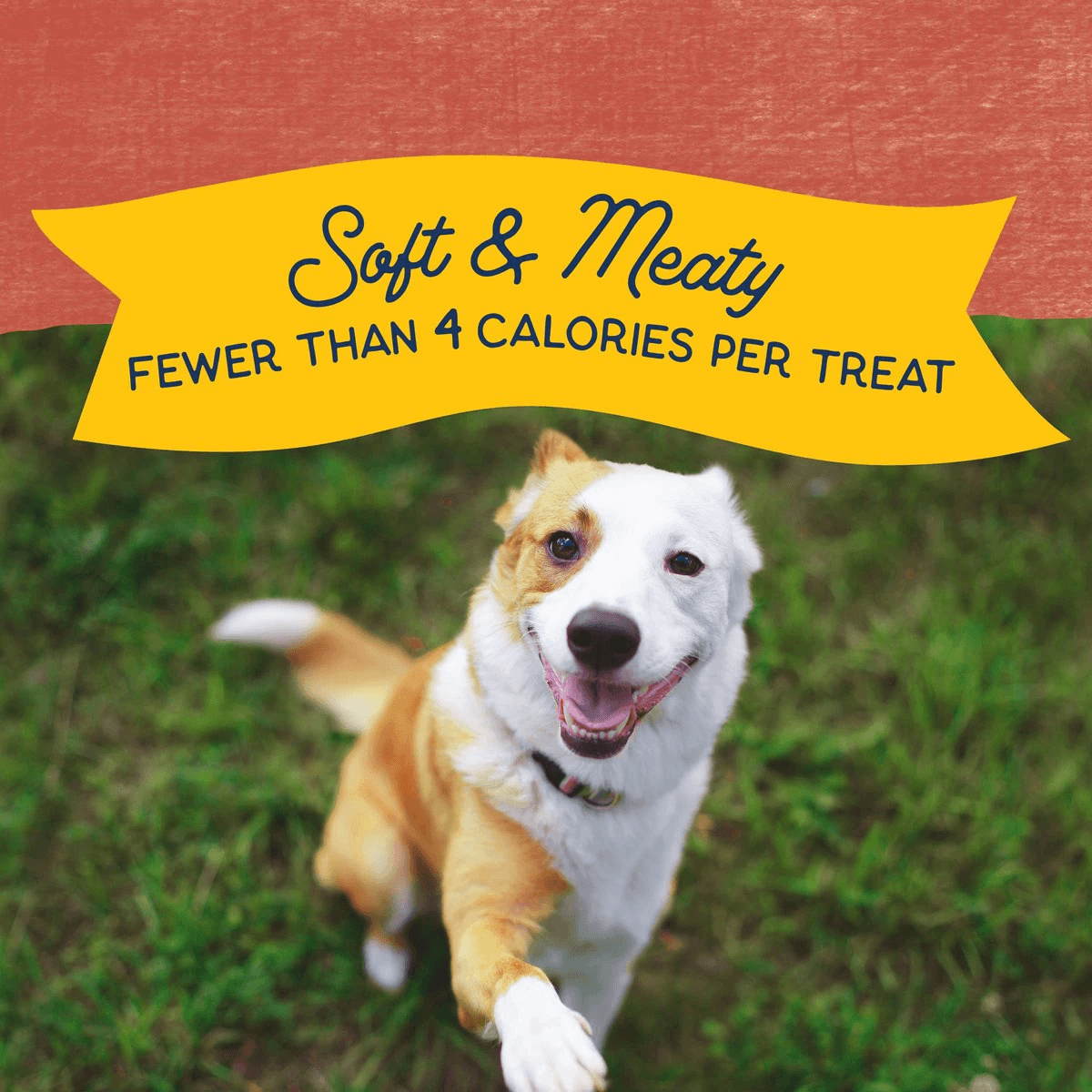 Natural Balance Rewards Minis with Real Salmon Dog Treats - 150g - Dog Treats - Natural Balance - PetMax Canada