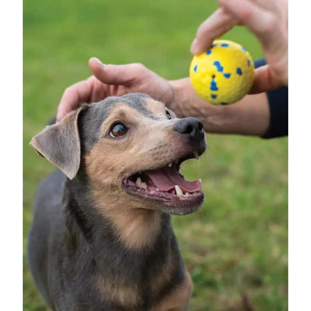 Zeus Nitro Weighted Ball With Rubber Core Dog Toy