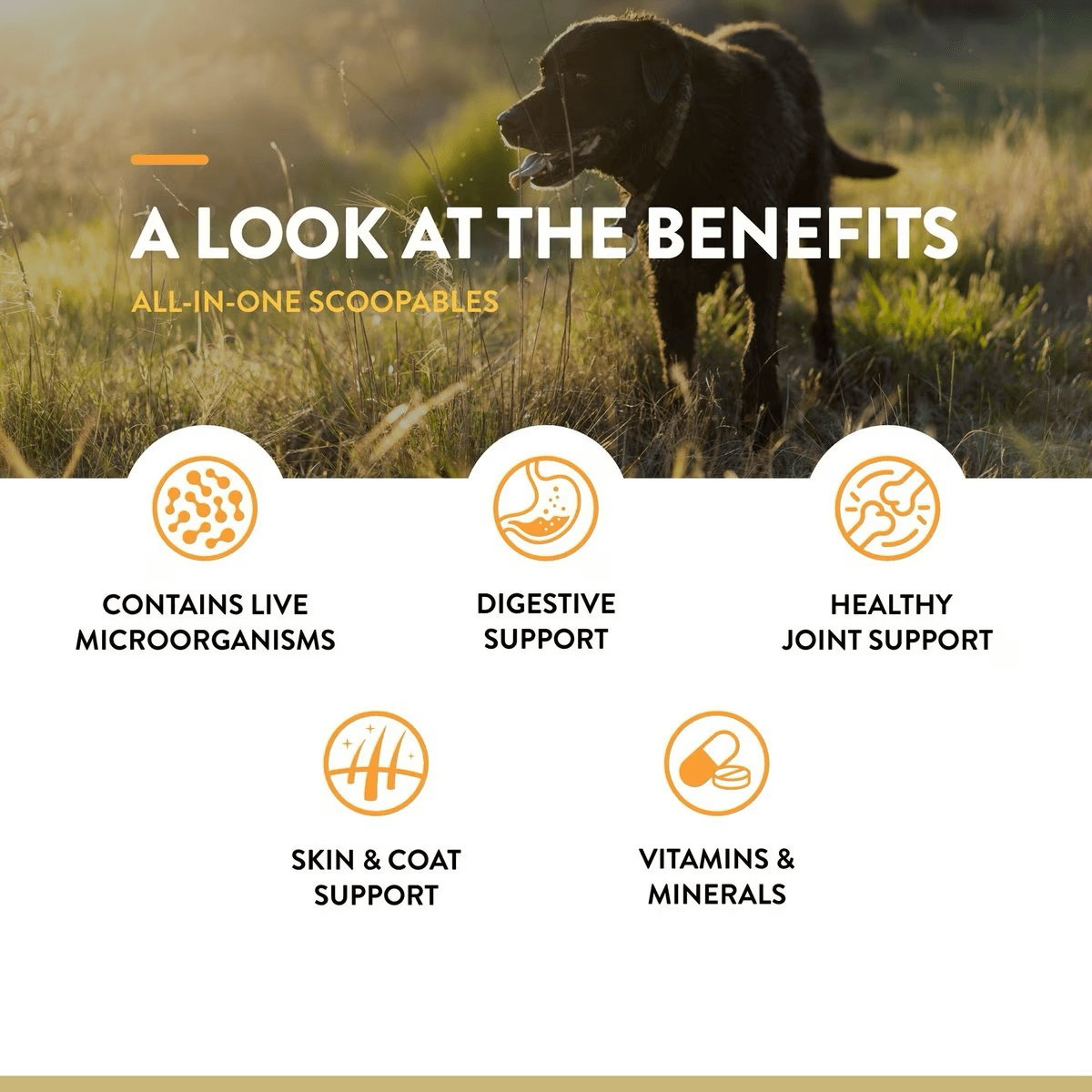 NaturVet Scoopables All-In-One 4-in-1 Support Dog Supplement - Default Title - Health Care - Naturvet - PetMax Canada