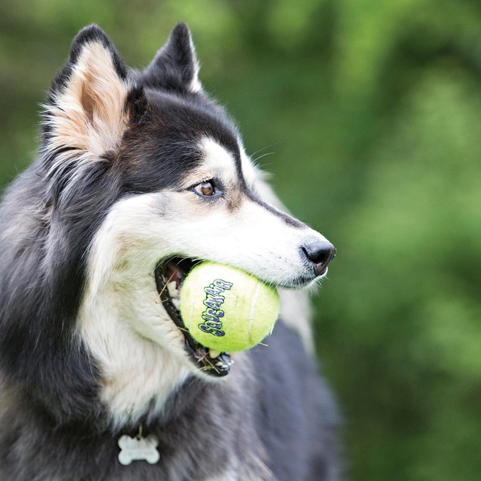 Kong SqueakAir Tennis Balls - Medium - 3 Pack - Medium - Dog Toys - Kong - PetMax Canada