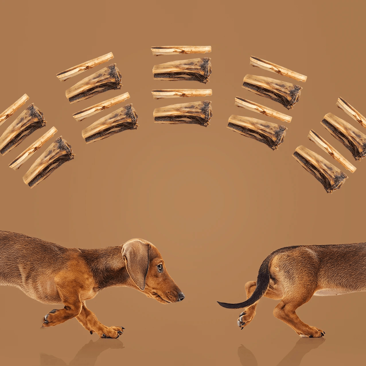 Roam Kanga Chew Dog Treat Natural Chews | PetMax Canada