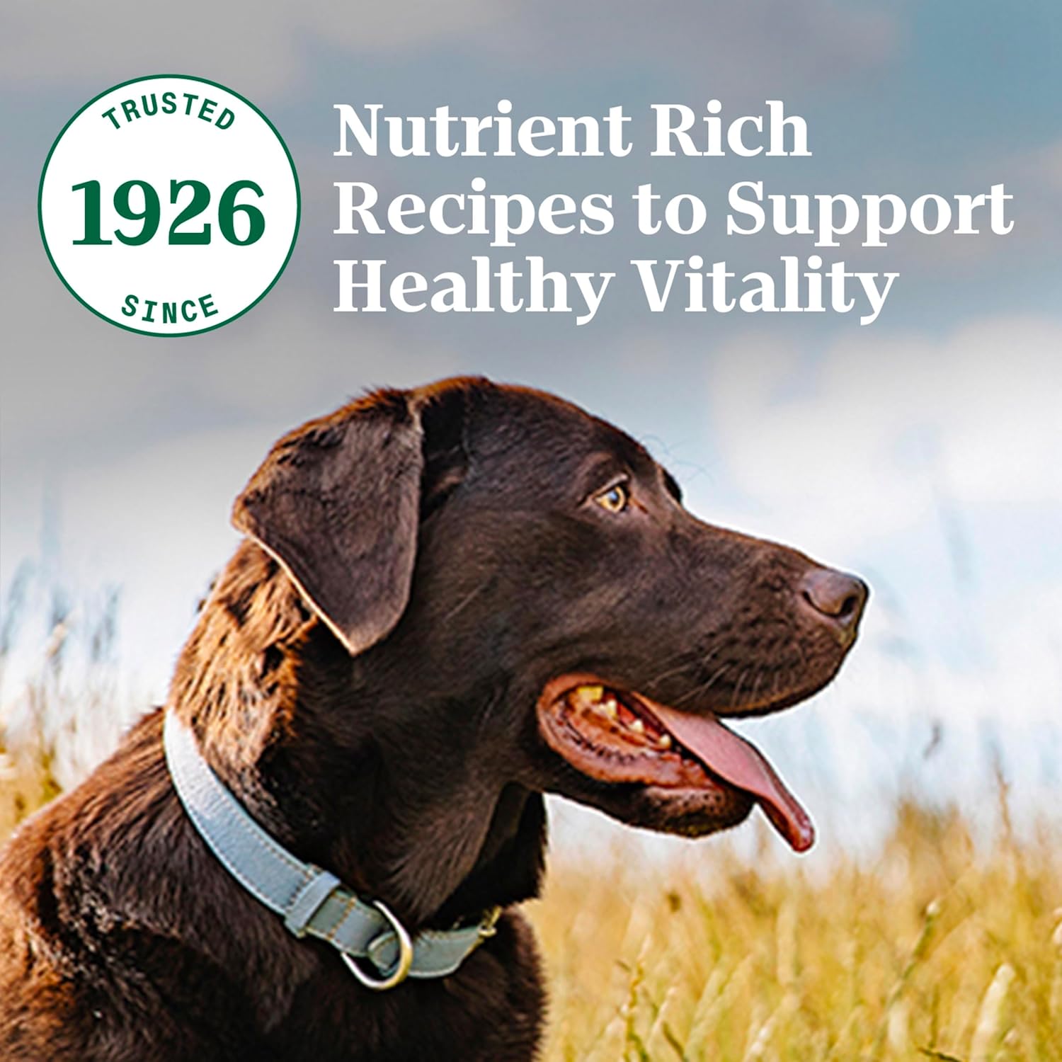 Nutro Wholesome Essentials Nourriture pour chiens adultes Agneau et riz