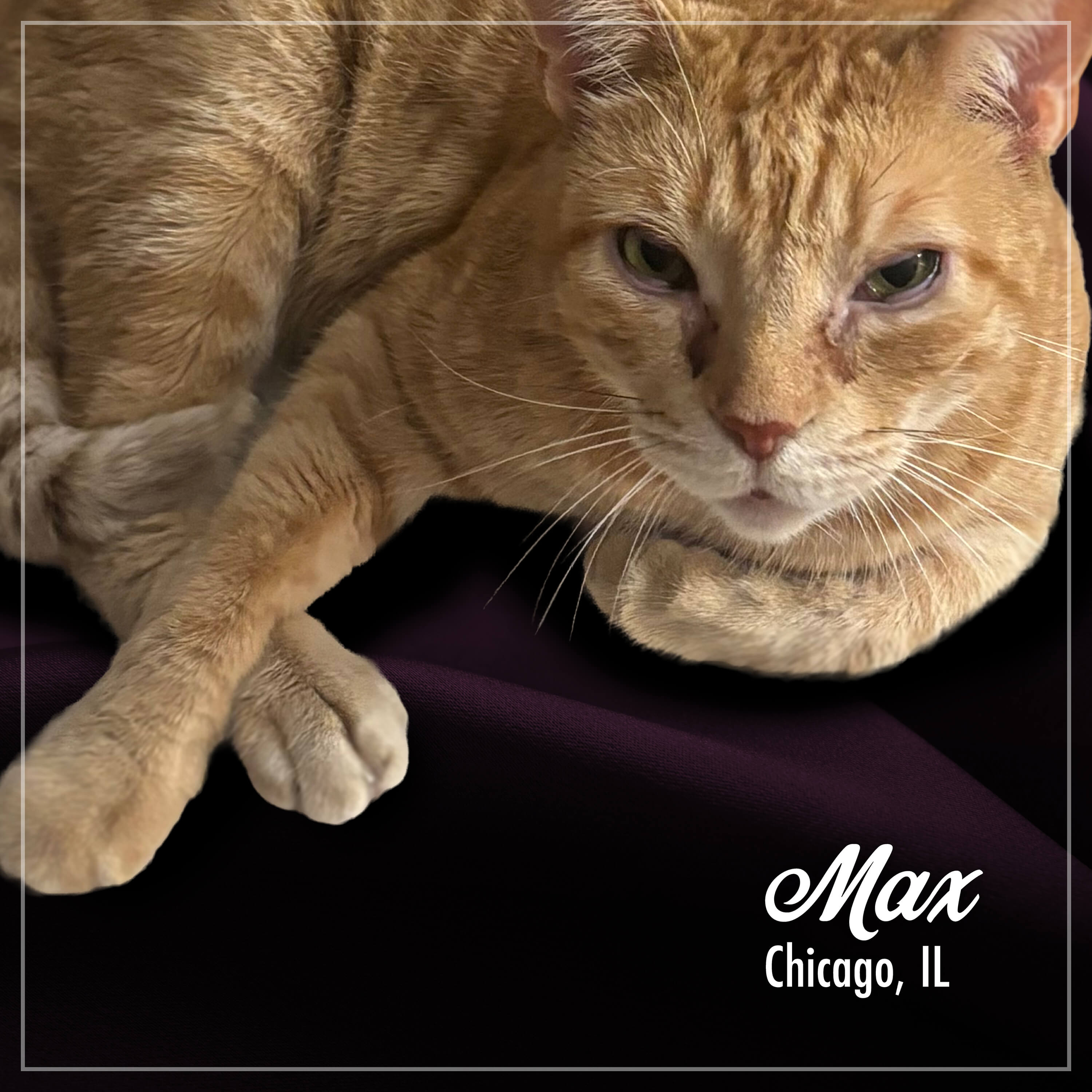 Fromm Purr-Snickitty Salmon Splendour Recipe For Cats