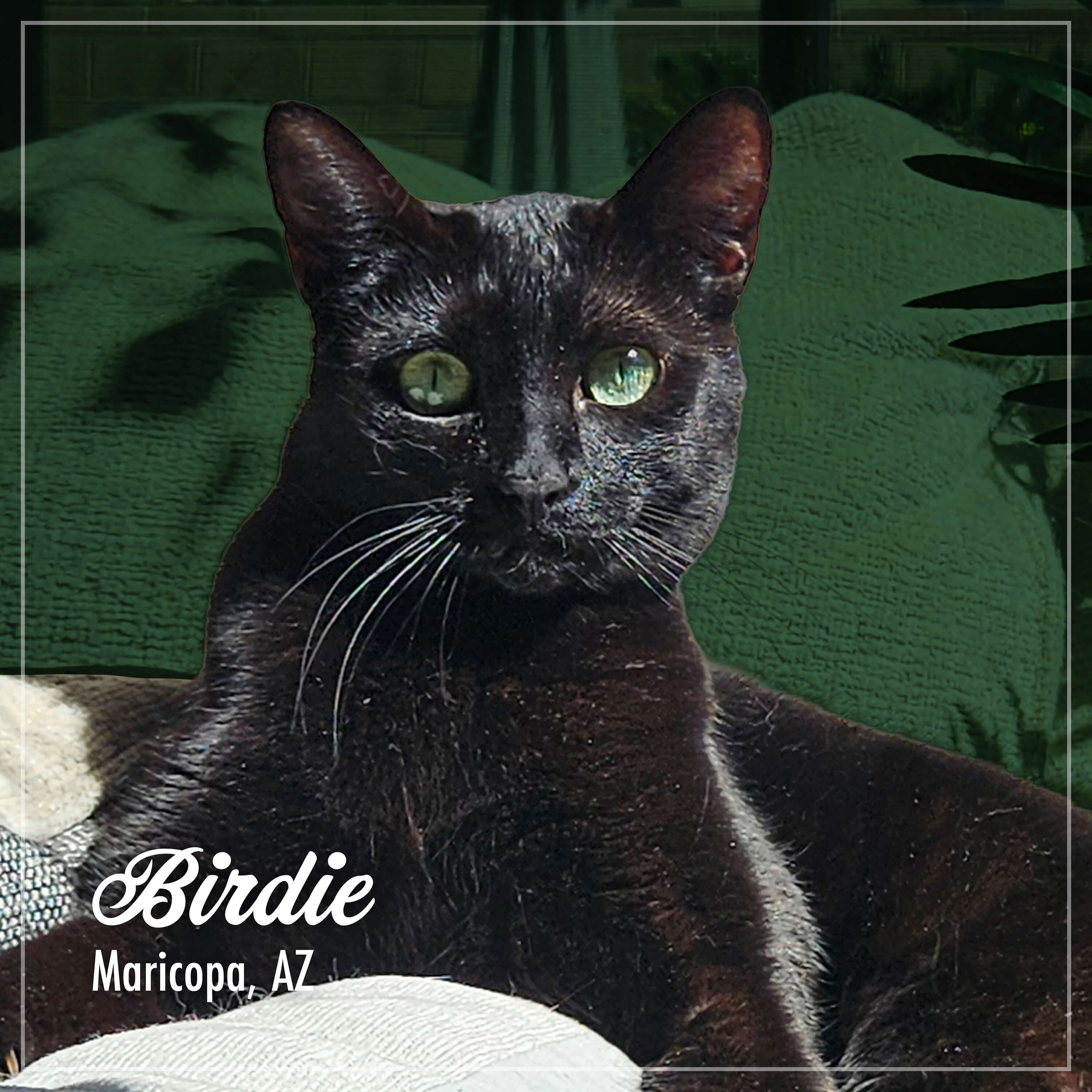 Fromm Purr-Snickitty Game Bird Grandeur Recipe For Cats
