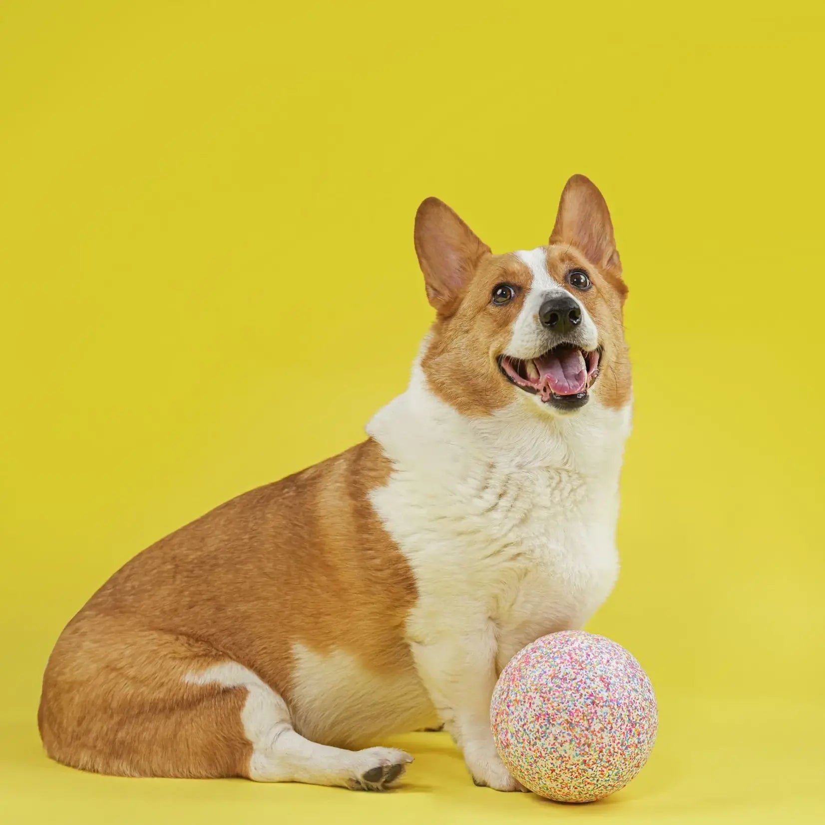 Jolly Pets Spring Jolly Soccer Ball - The Jolly Bean Ball