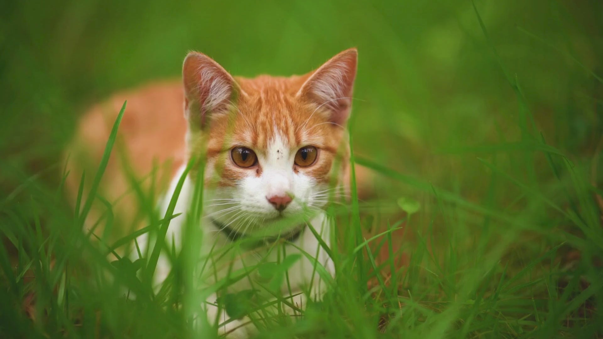 Load video: Cat hiding in the grass ready to pounce on his way to petmax.ca to be cat supplies