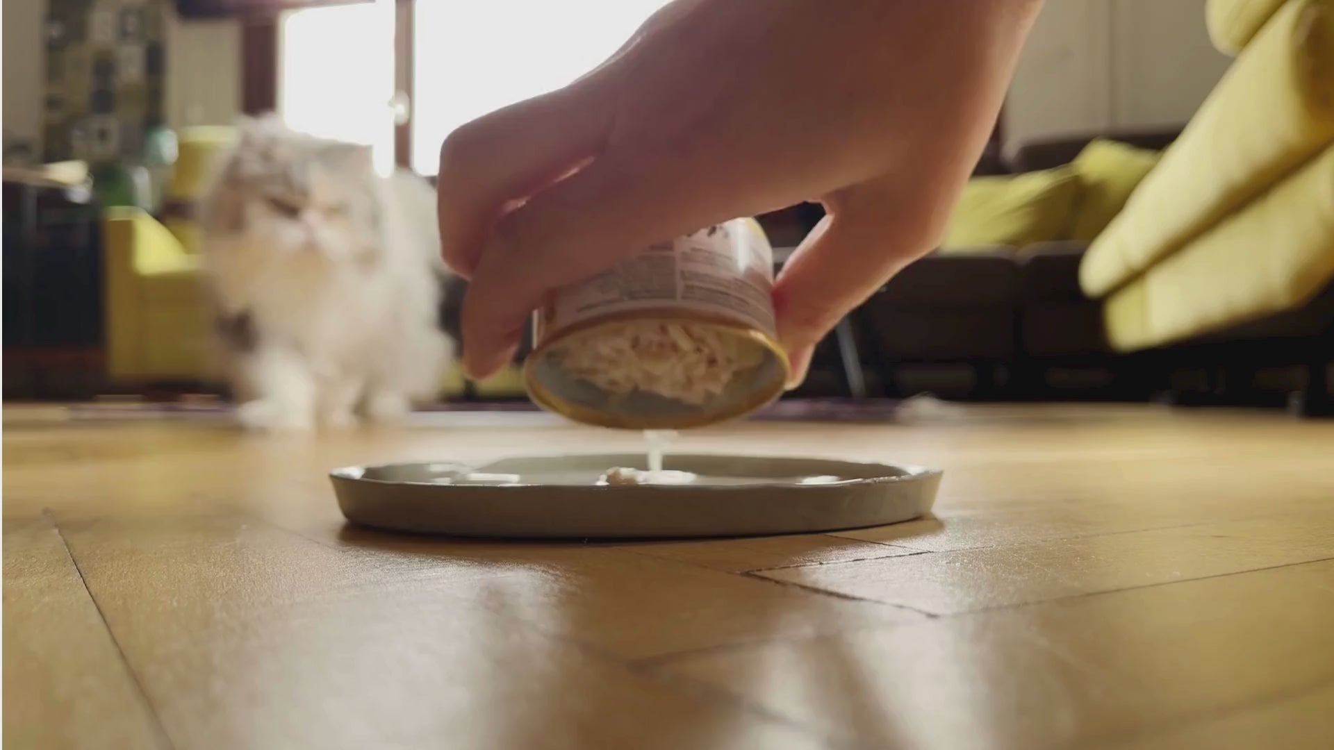 Charger la vidéo: A Cat enthusiastically eating its dry cat food bought from petmax.ca