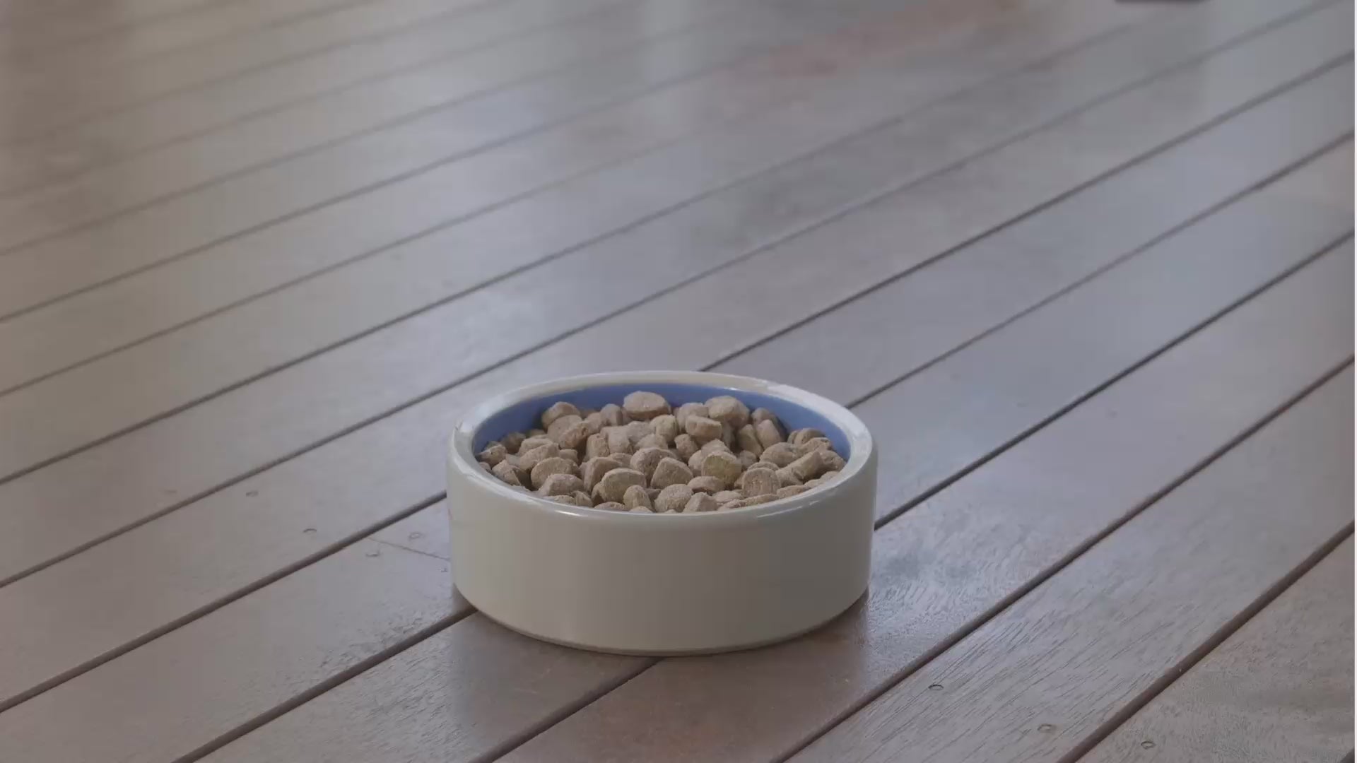 Charger la vidéo: Dog eating his dry dog food kibble in a bowl on a hardwood floor.