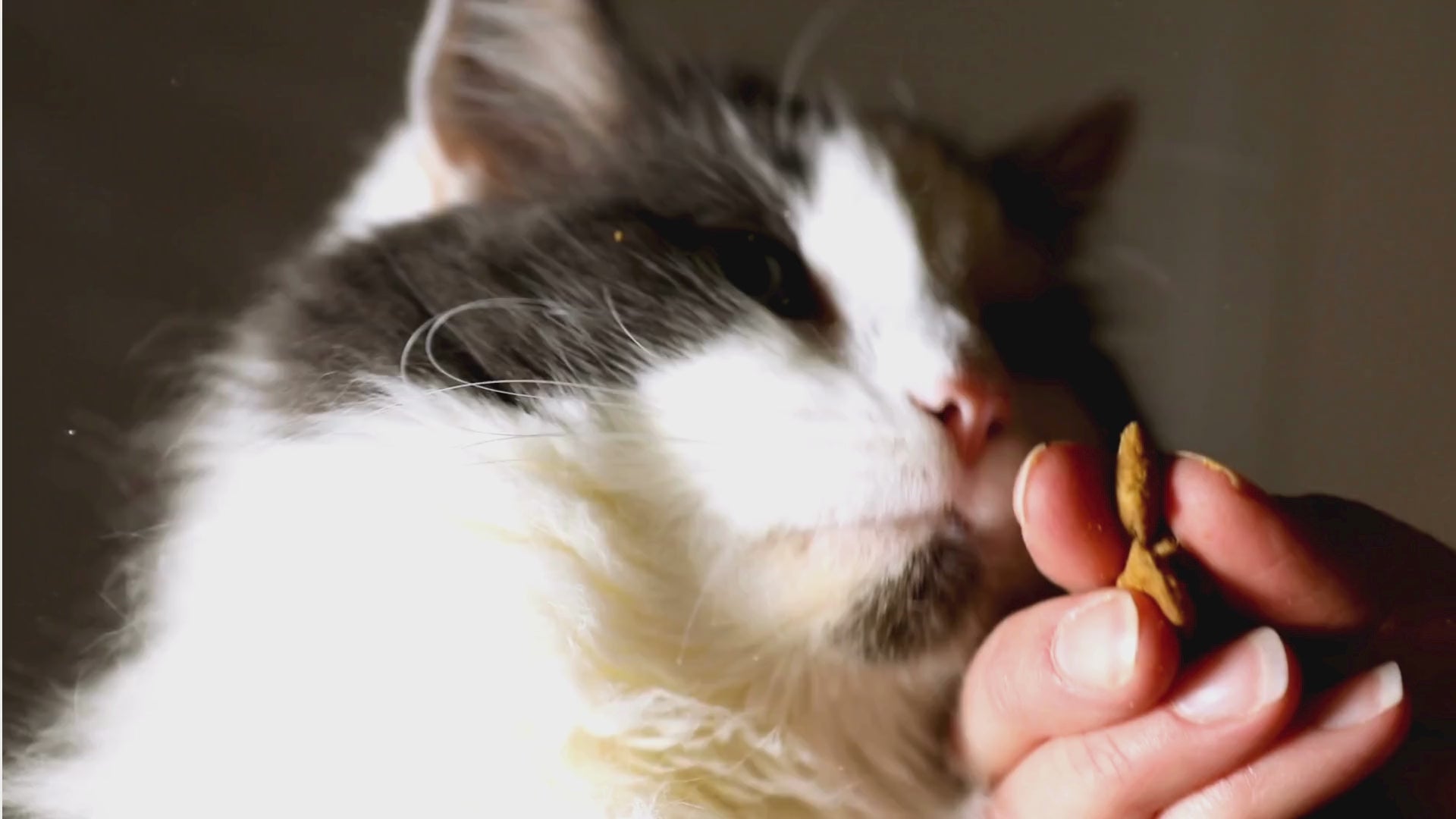 Charger la vidéo: A Cat enthusiastically eating its dry cat food bought from petmax.ca