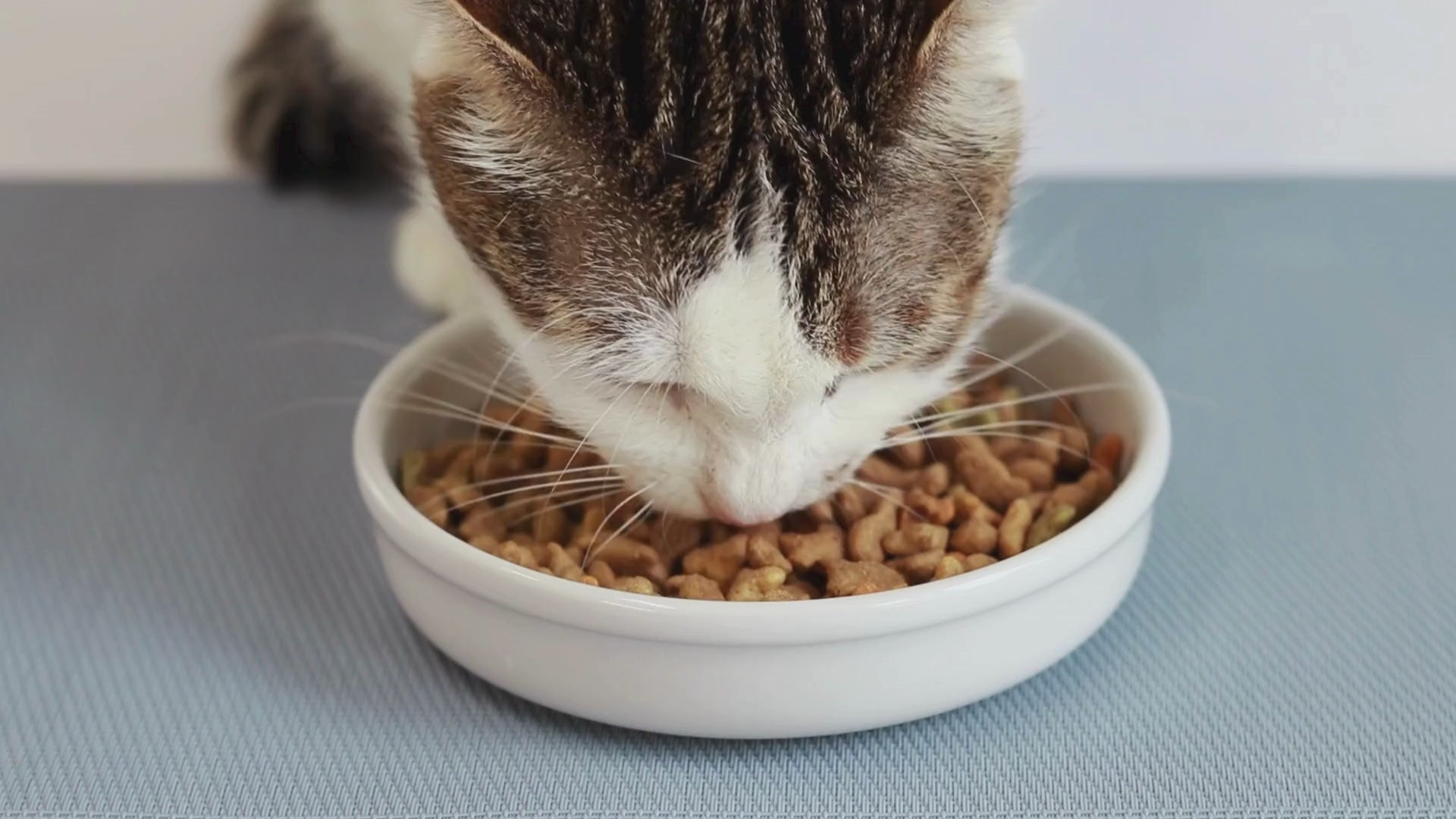 Charger la vidéo: A Cat enthusiastically eating its dry cat food bought from petmax.ca