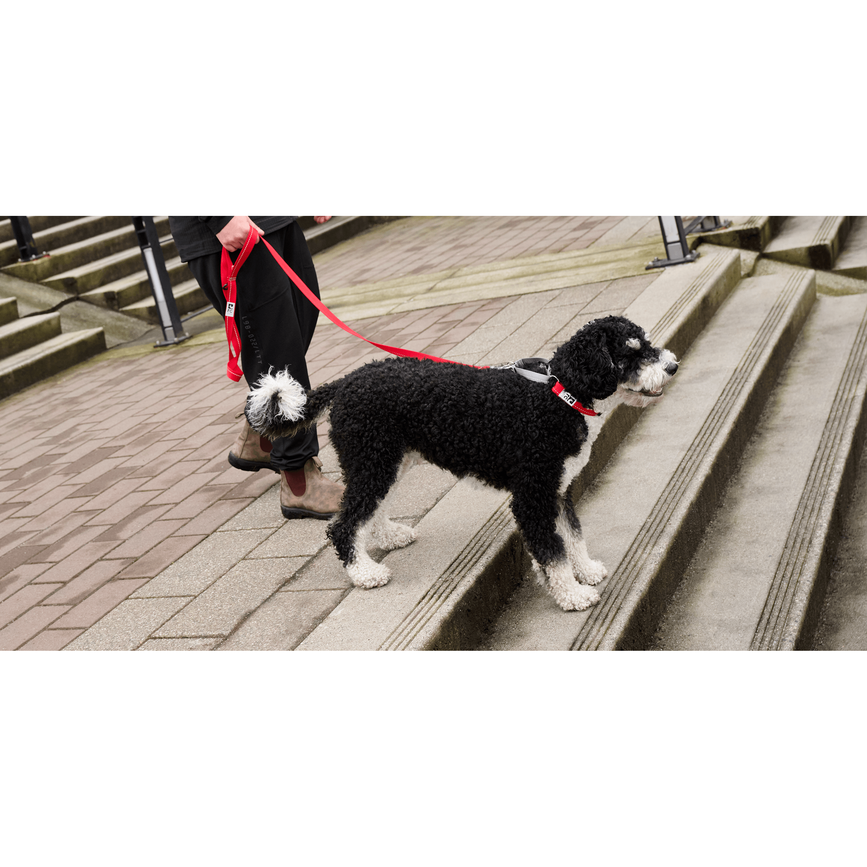 Rc Dog Web Training Clip Primary Black - X-Small: 3/4" X 9" X 11" - Dog Collars - RC Pets - PetMax Canada
