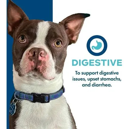 Fromm Nutritionals Digestive Dog Treats