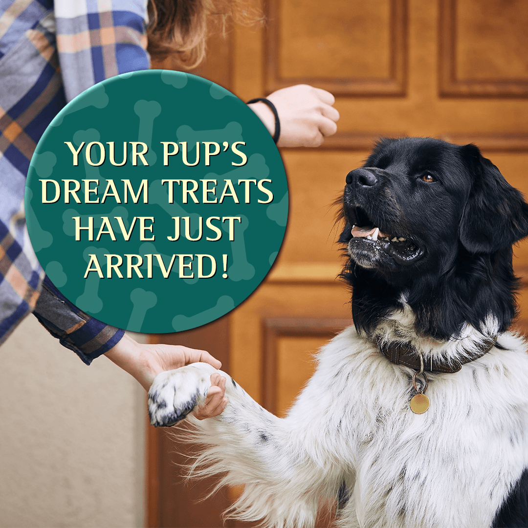 Zignature Salmon Formula Soft Moist Treats for Dogs - 113g - Dog Treats - Zignature Pet Food - PetMax Canada