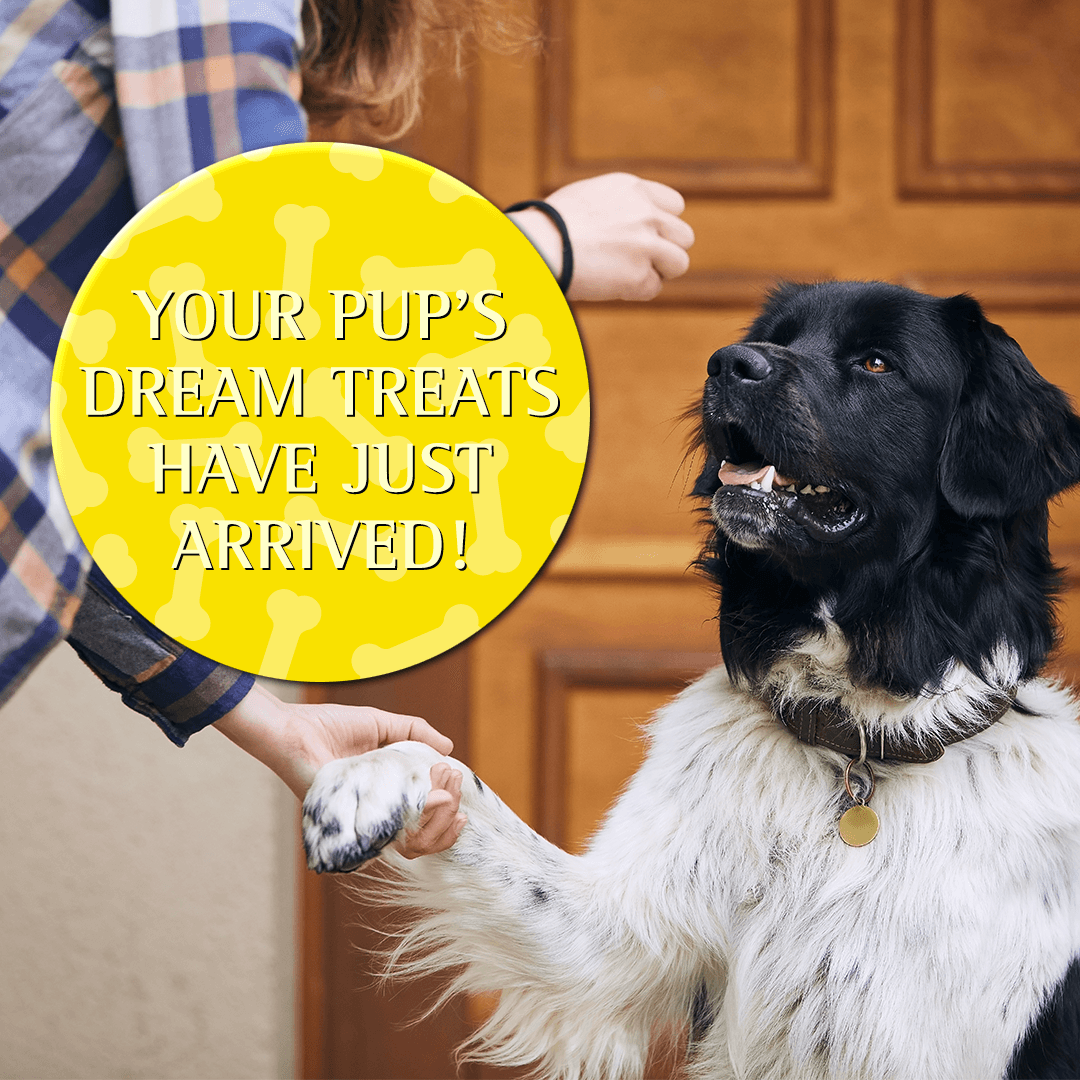 Zignature Turkey Formula Soft Moist Treats for Dogs - 113g - Dog Treats - Zignature Pet Food - PetMax Canada