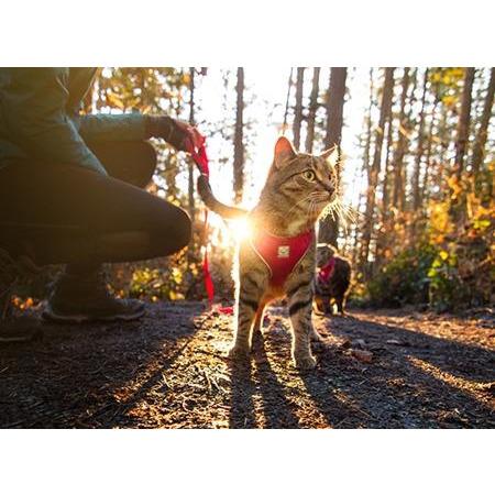 RC Kitty Adventure Harness Raspberry  Cat Harness  | PetMax Canada