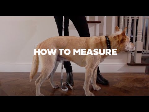 GF Pet Imperméable Isolé Orange Pour Chiens