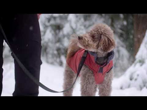 RC Dog District Bleu Arctique