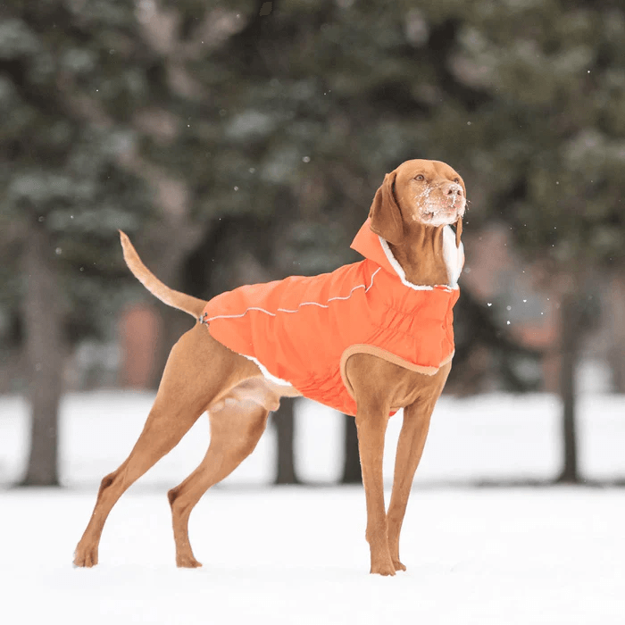 GF Pet Insulated Raincoat Orange For Dogs - X-Small - Coats - GF Pet - PetMax Canada