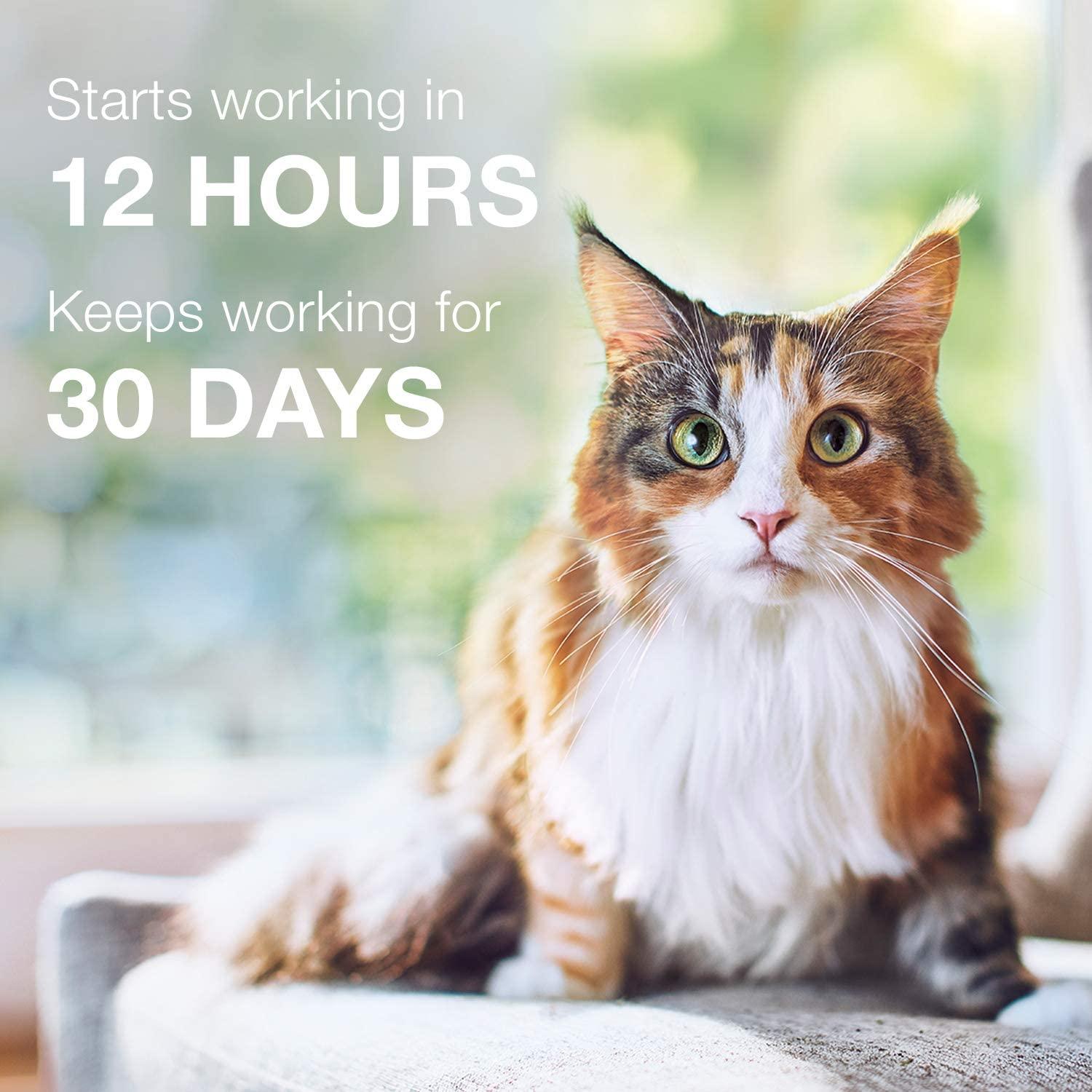 Advantage II For Kittens - Under 2.3Kg / 4 Pack - Flea & Tick - Advantage - PetMax Canada