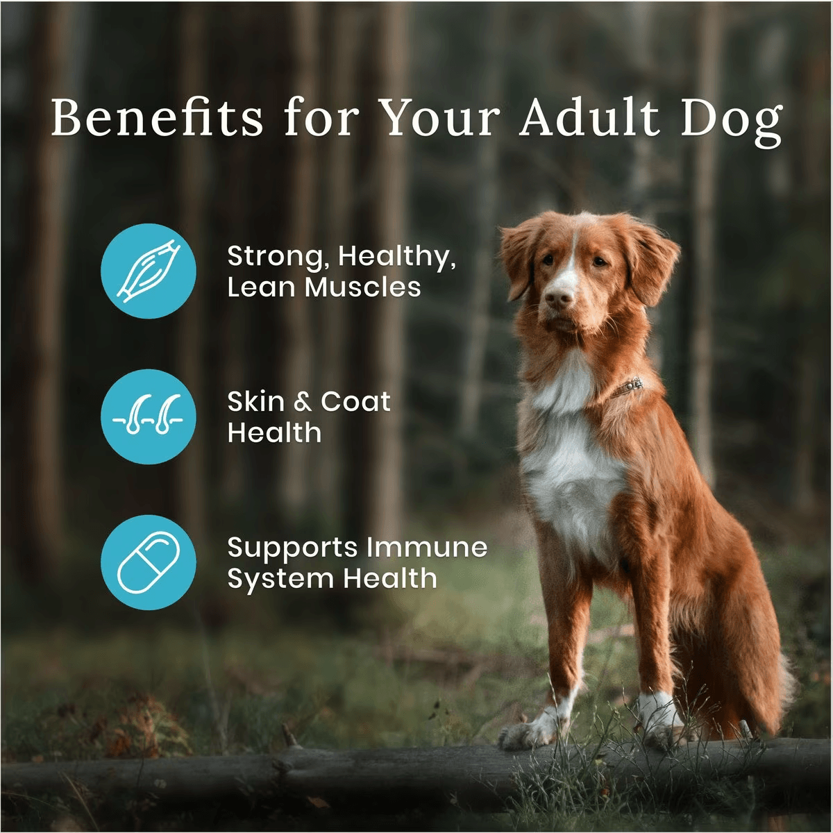 Blue Buffalo Wilderness With Healthy Grains Duck Adult Dry Dog Food - 2 Kg - Dog Food - Blue Buffalo - PetMax Canada