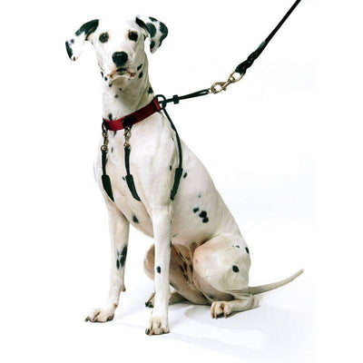 Sporn Halter  Training Products  | PetMax Canada