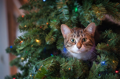 Cat in a Christmas Tree: Top 10 Essential Products: Find the Best at PetMax.ca