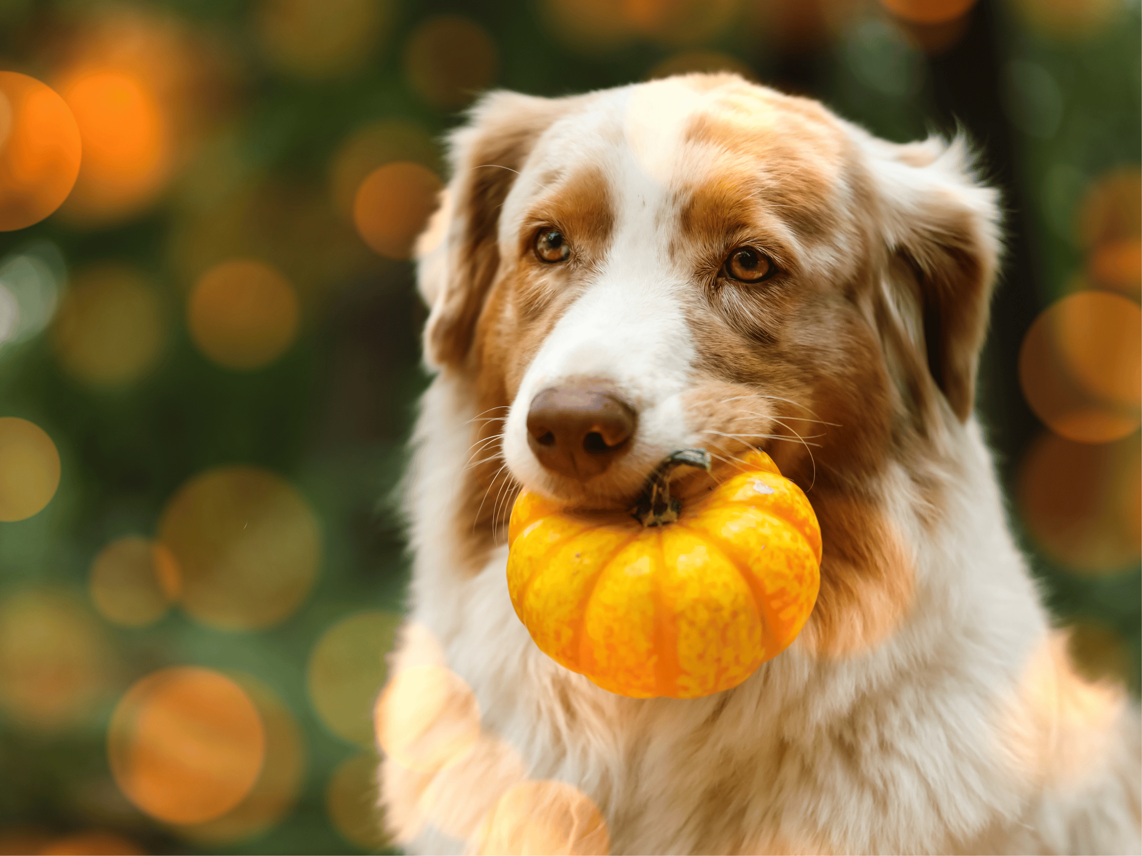 Canadian Tails: Why Pets Deserve a Seat at the Table