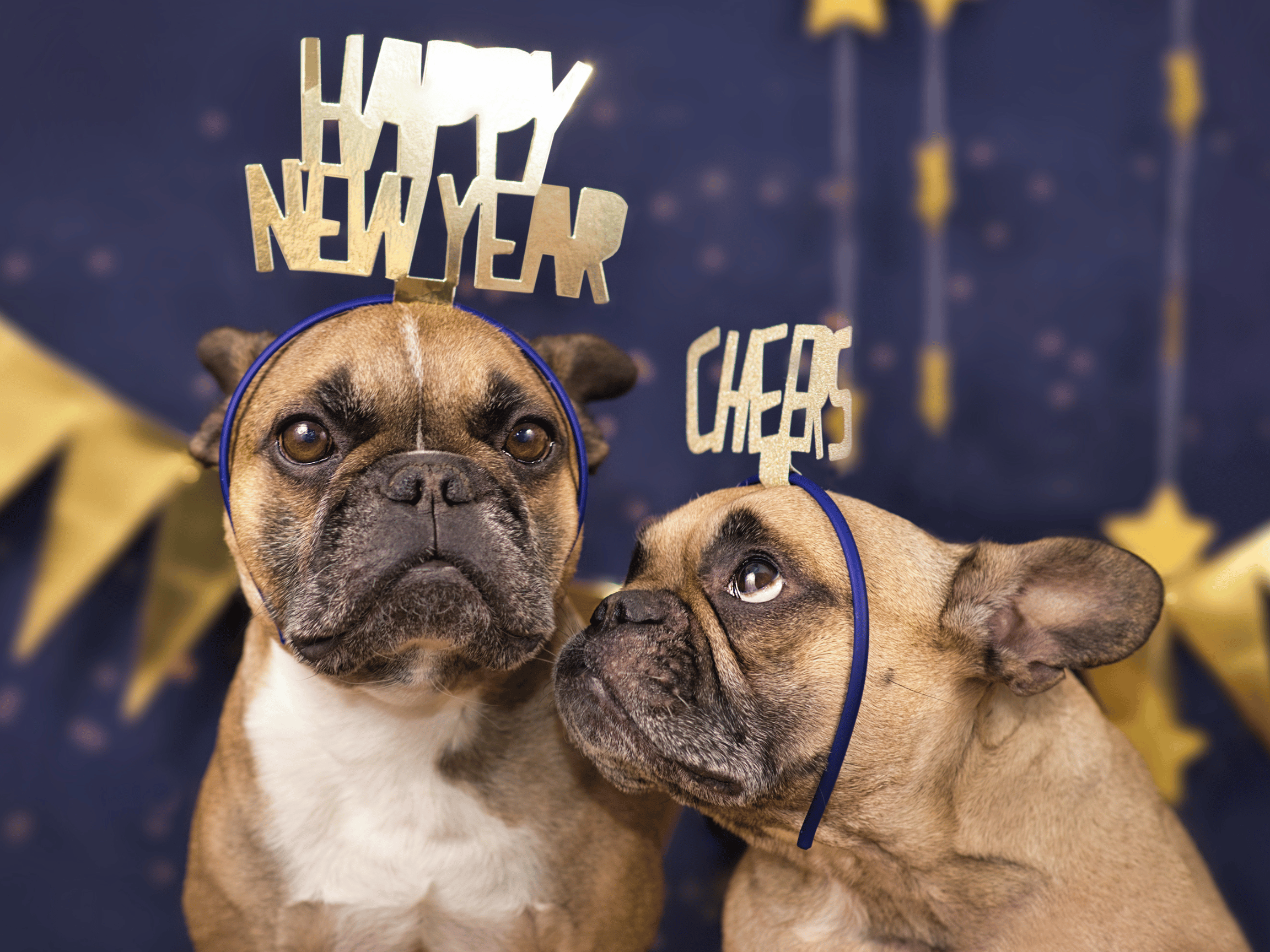 10 Tips for Incorporating Your Dog Into Your New Year's Resolutions