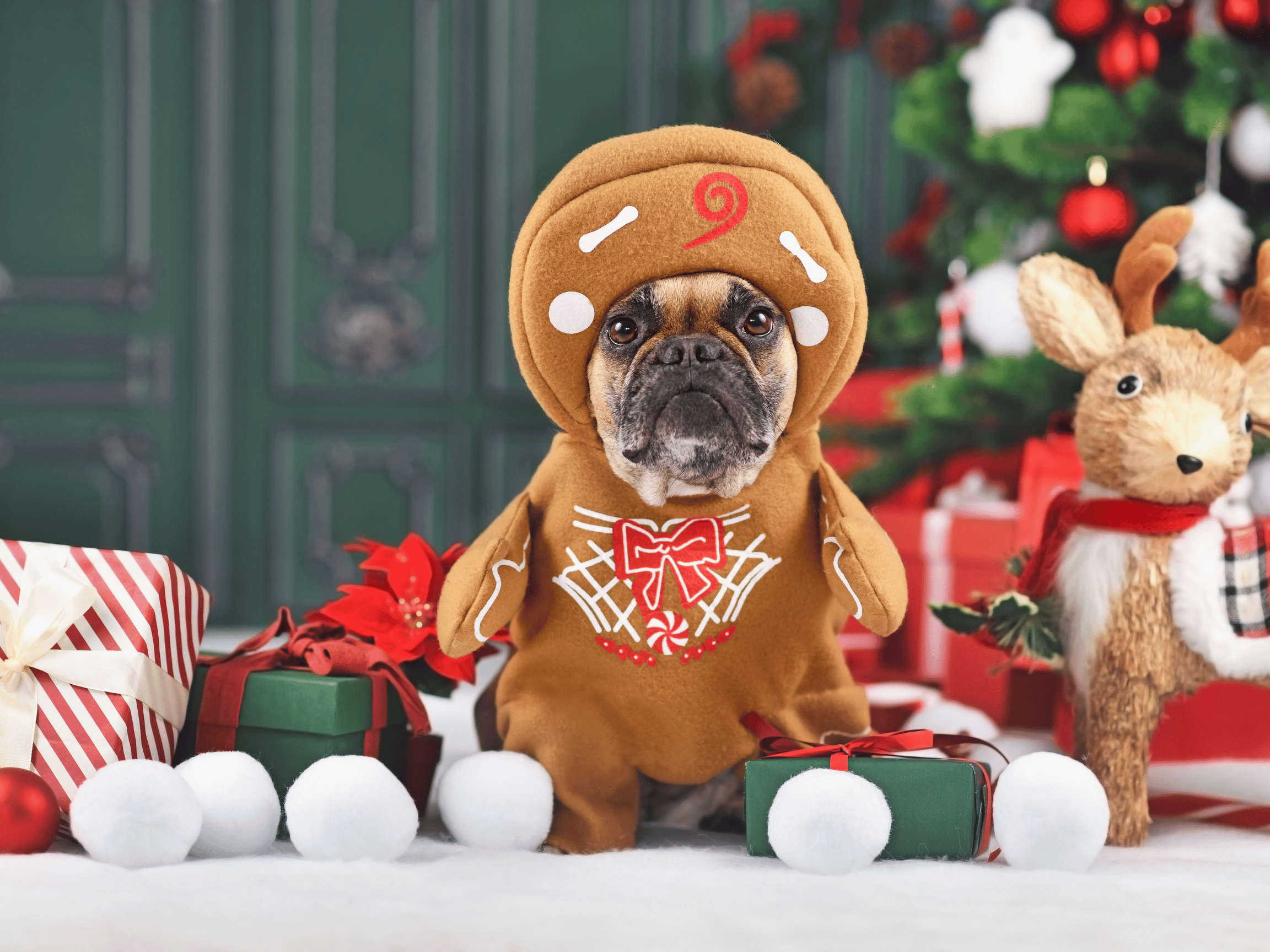 Holiday Pet Safety: Keeping Your Furry Friends Safe This Christmas Season