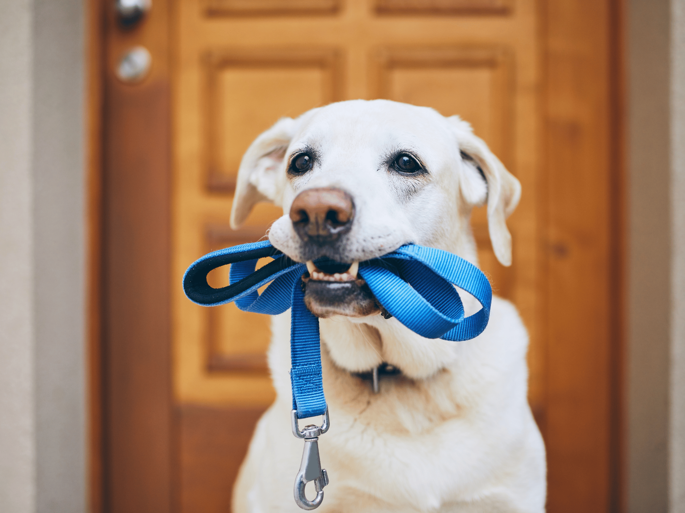 Interactive Dog Walking Game: Test Your Skills & Have Fun with Your Virtual Pup