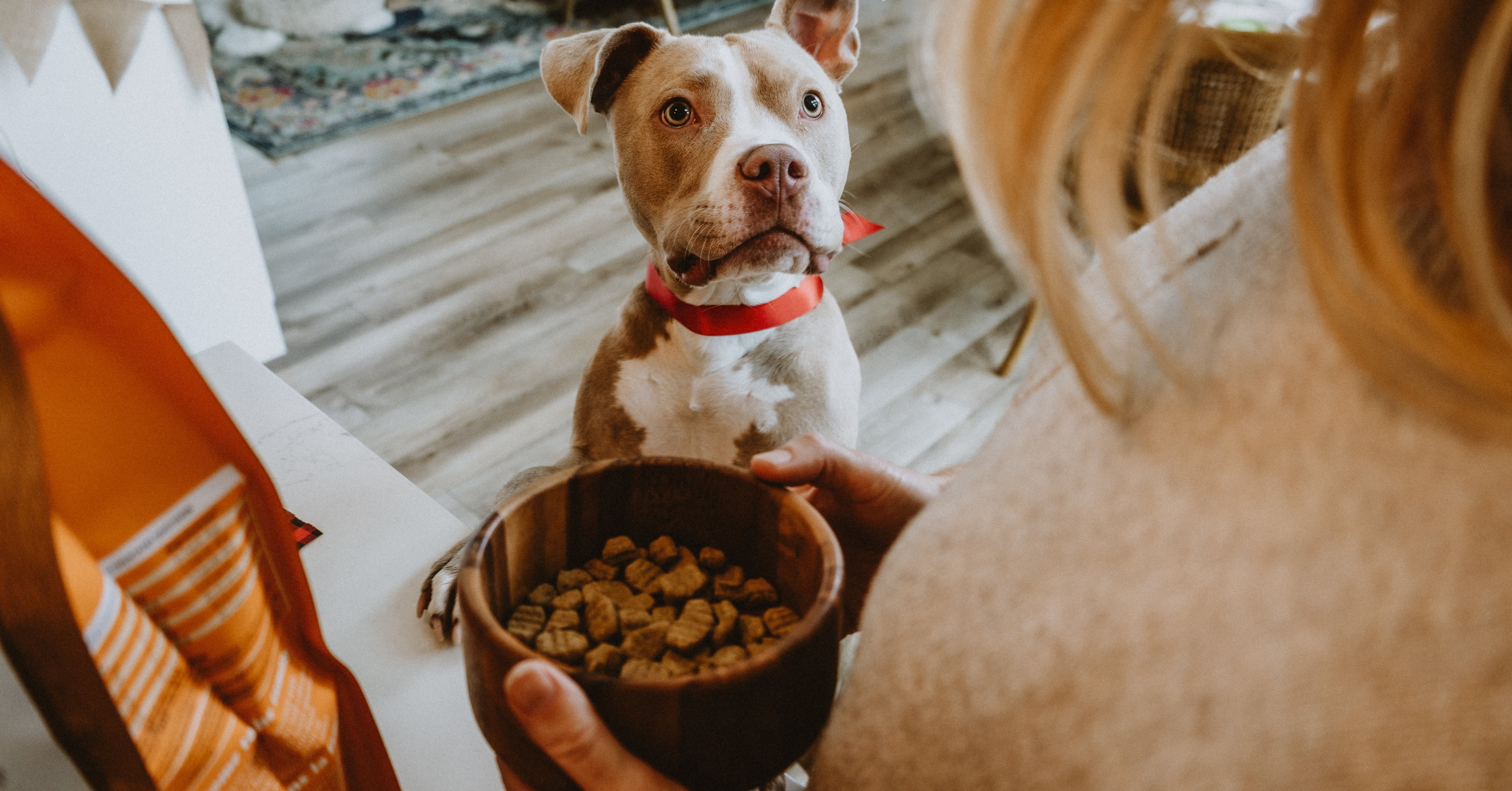 A happy dog looking up at his owner with a bowl of food in front of him. On the left is a food storage bag, highlighting the importance of proper storage for safe and healthy pet food