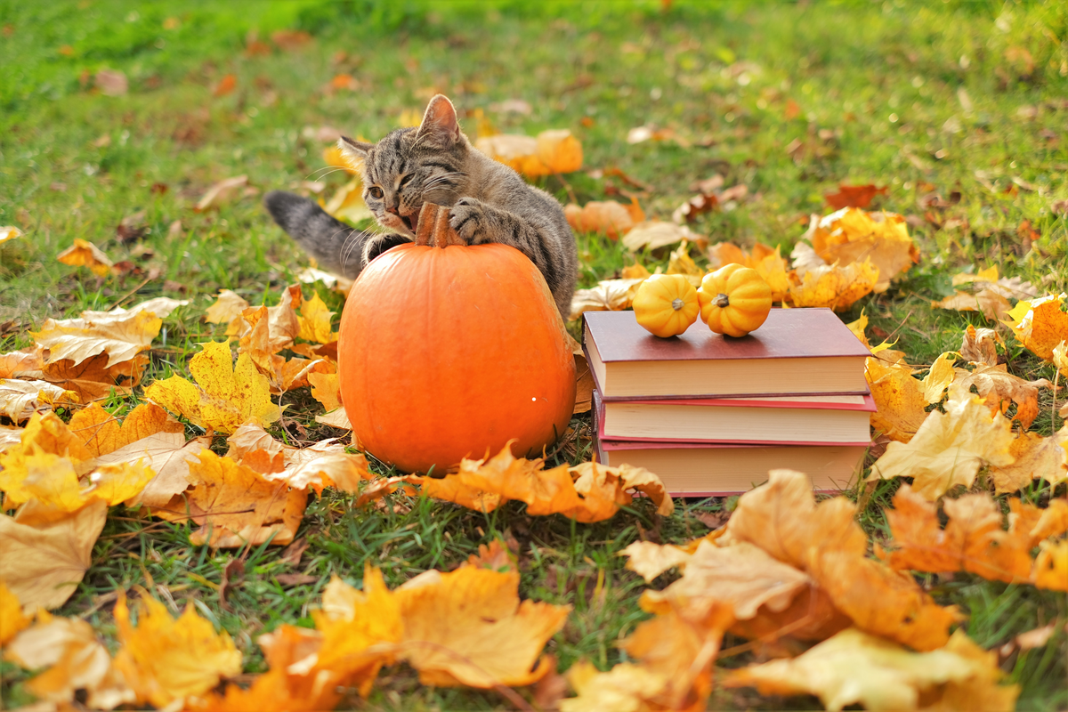 10 Fun Fall Activities to Enjoy with Your Pet: Seasonal Adventures for ...