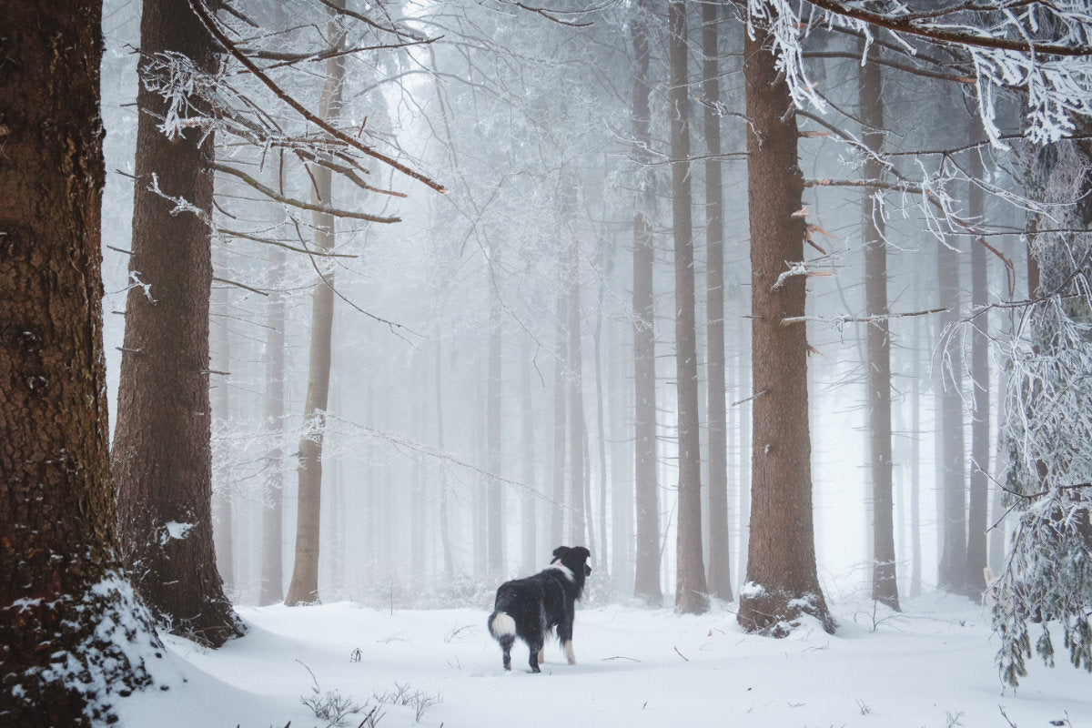 30 Tips For Walking Your Dog In Winter