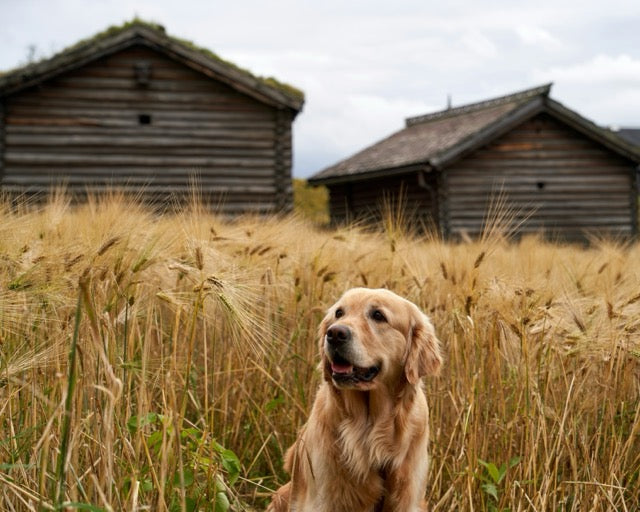 What Does It Really Mean When a Pet Food Is ‘Grain-Free’?