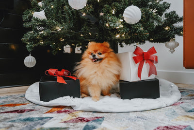 7 Tips For Keeping Your Dog Safe During the Holidays. Dog under the Christmas tree with presents around him for the Holiday Season from PetMax.ca