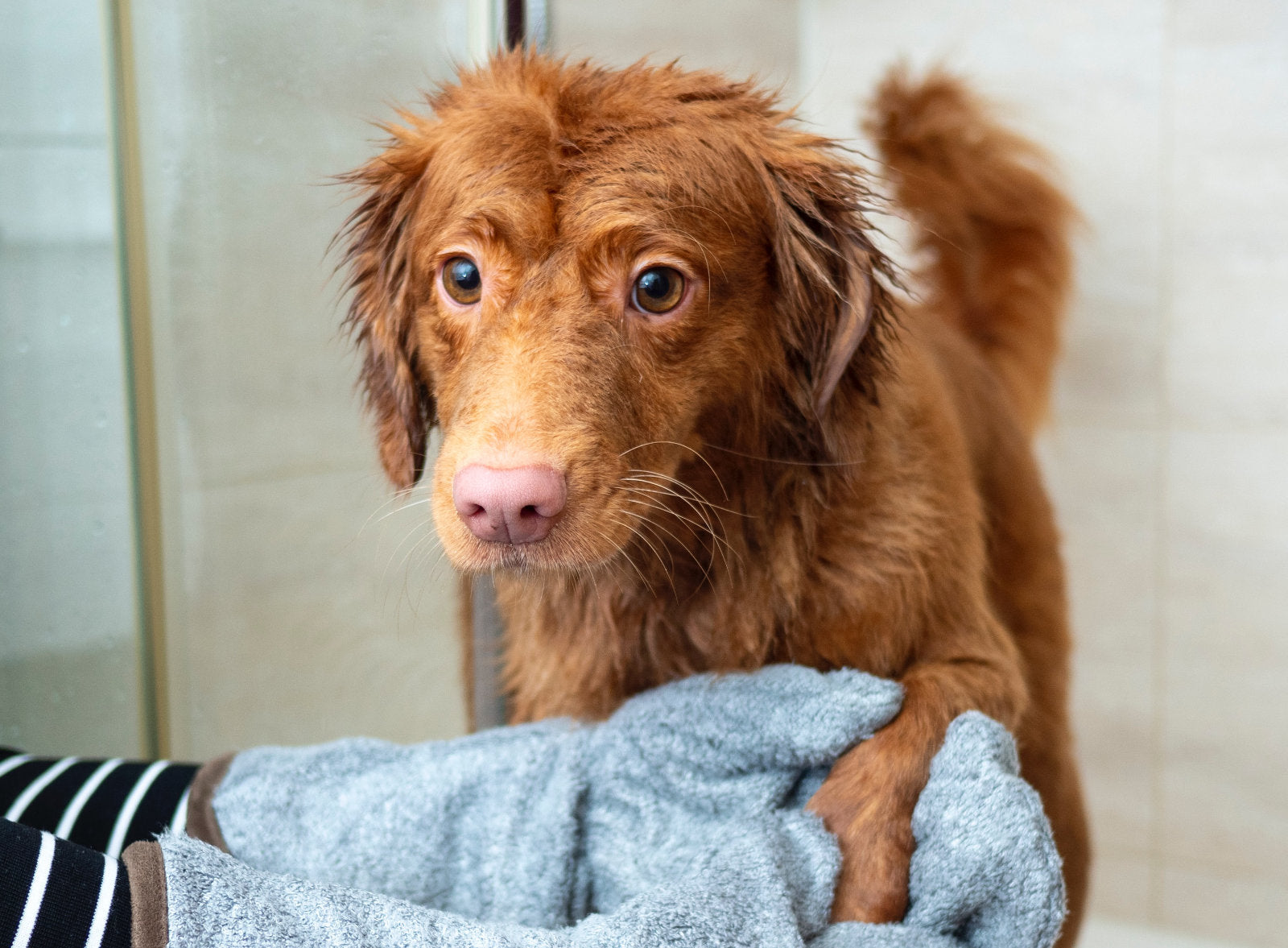 Pet Grooming 101: 5 Questions to Ask Before Your Pet's First Groom