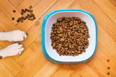 The Best Dog Foods in Canada: Top Brands and Recommendations