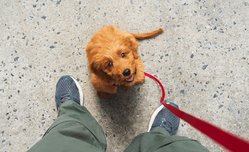 How to Choose the Right Life Stage Food for Your Pet