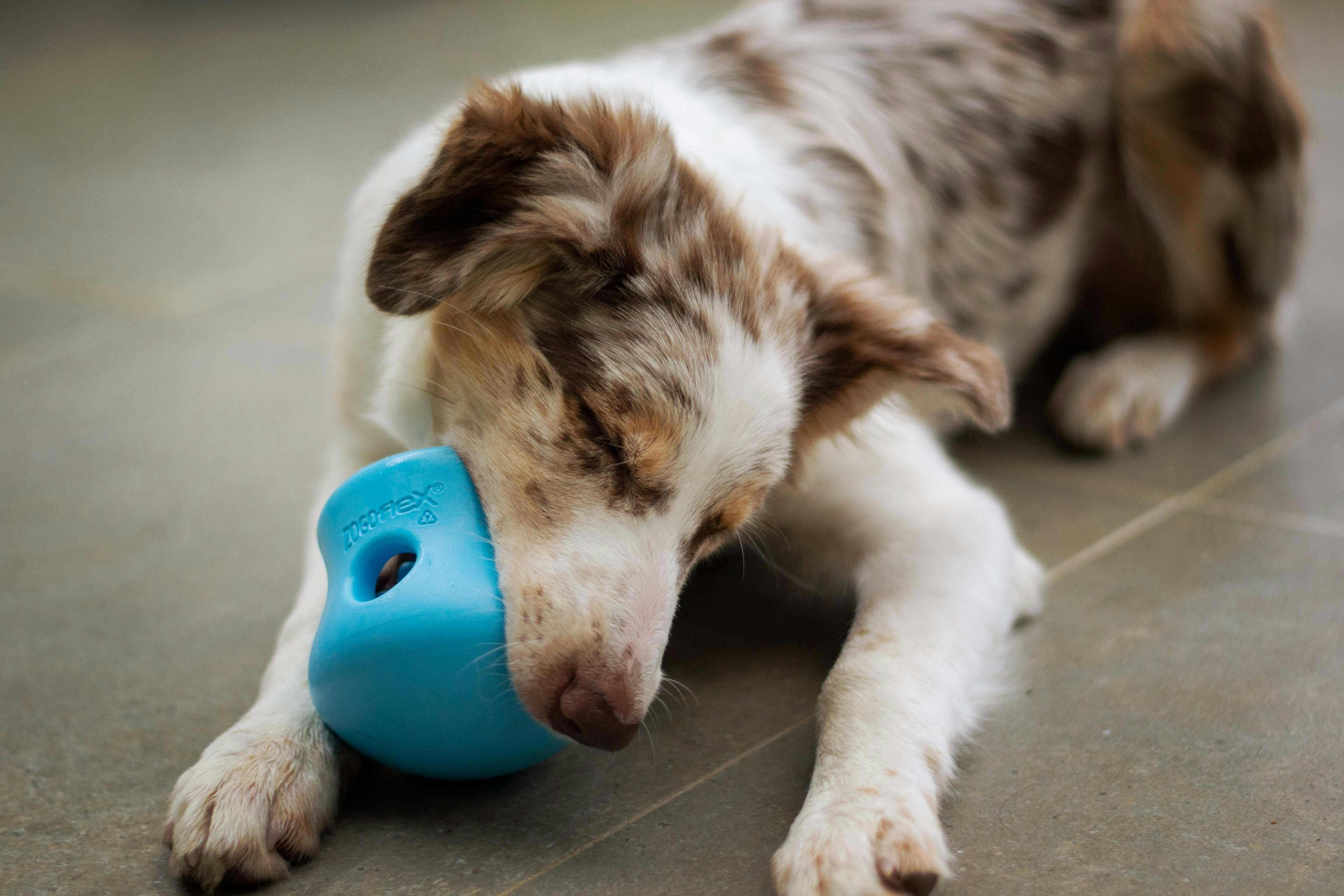 Beat Summer Boredom: The Best Enrichment & Puzzle Toys of 2026