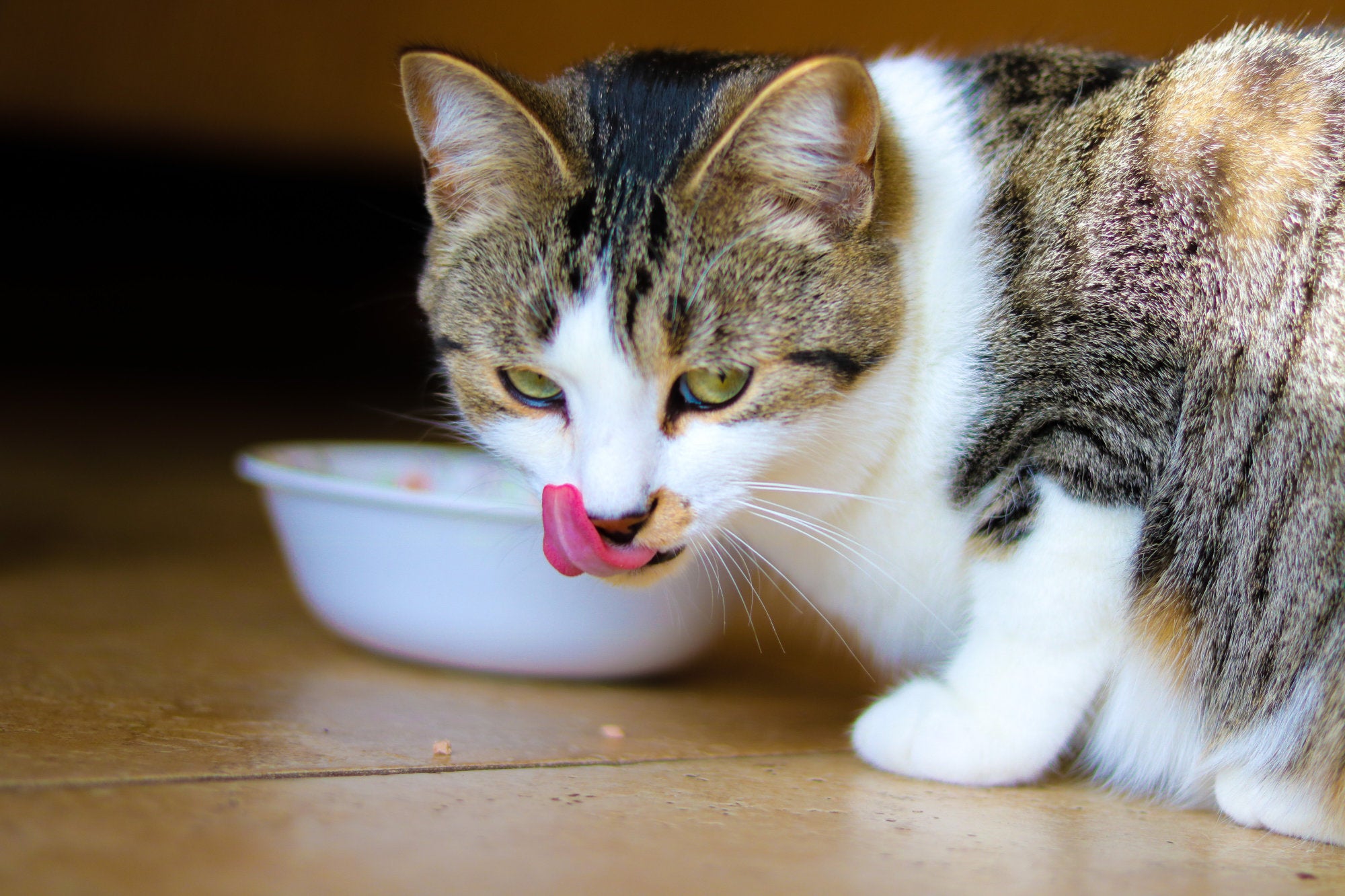 Feeding Your Cat Wet Food: Exploring the Benefits and Drawbacks