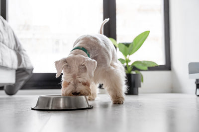 Discovering Specialty Pet Food Brands: A Comprehensive Guide