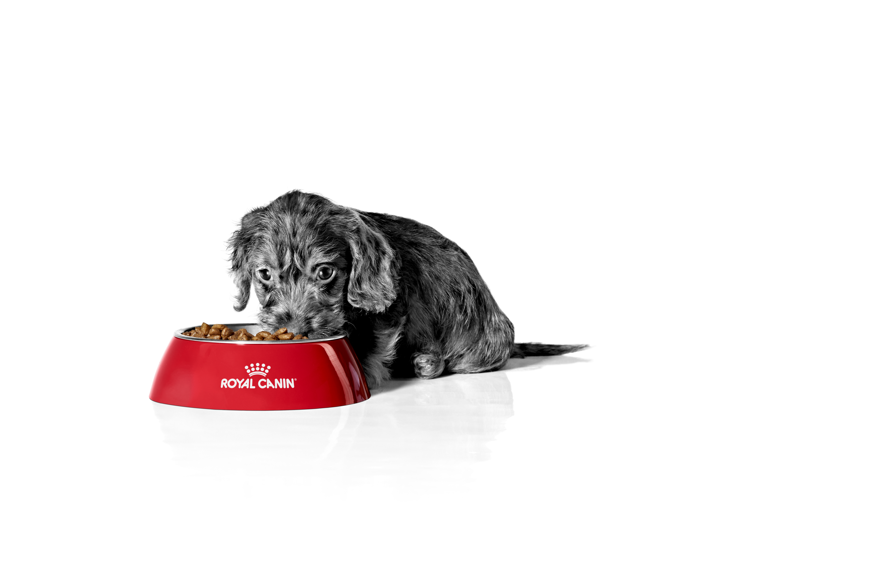 Royal Canin Pet Food: A Complete Guide to Choosing the Right Nutrition for Your Dog or Cat