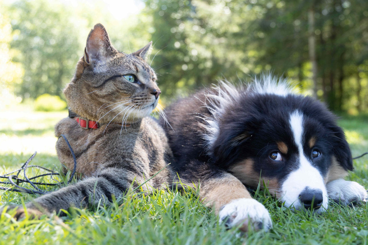 cat and dog staring into the distance pondering Understanding Taurine's Role in Pet Nutrition