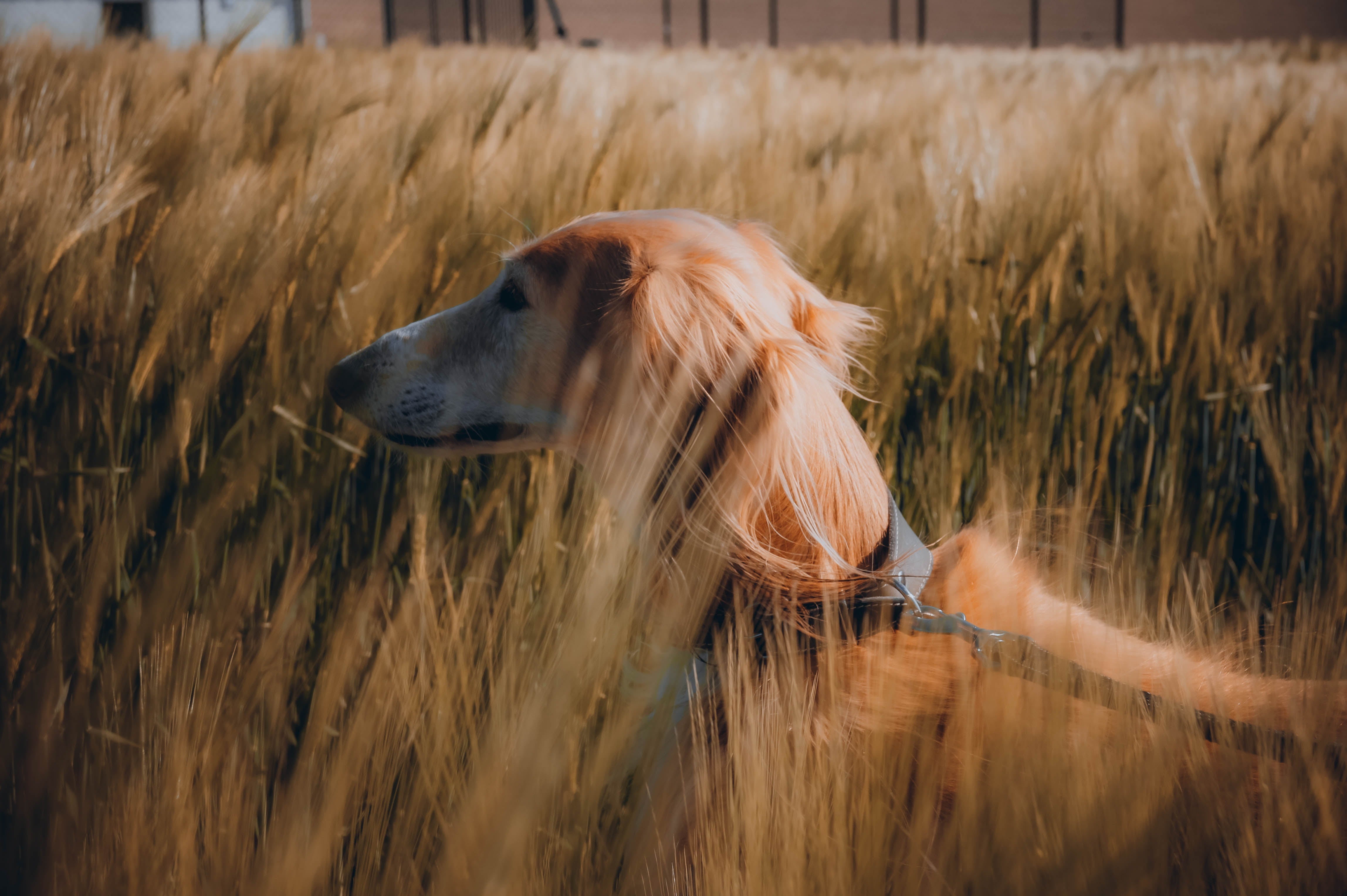 Grain Inclusive or Grain Free Dog Food? The Pros & Cons